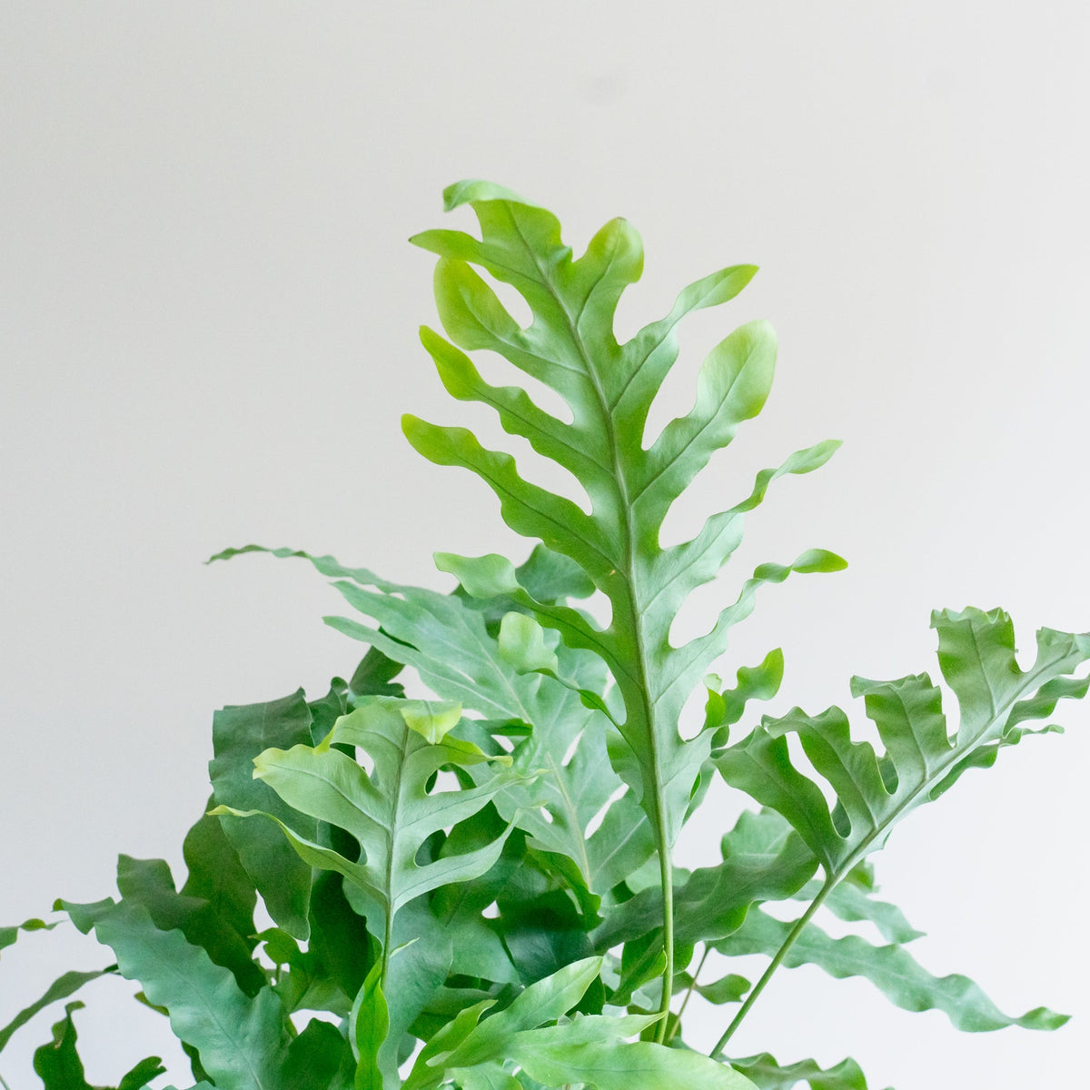 フレポディウム　ブルースターをオーダーするならFlower&amp;Plants tette │ 「手から手へ、想いを運ぶフラワーショップ」【板橋駅徒歩4分】【熟練フローリスト夫婦が運営】【最短2営業日で発送】【24時間365日注文OK】【ギフトは3300円〜】フラワーギフトを手から手へ、想いを込めたブーケやアレンジメントで大切な人に感謝と愛情を。シーンや用途に合わせて選びやすい豊富な種