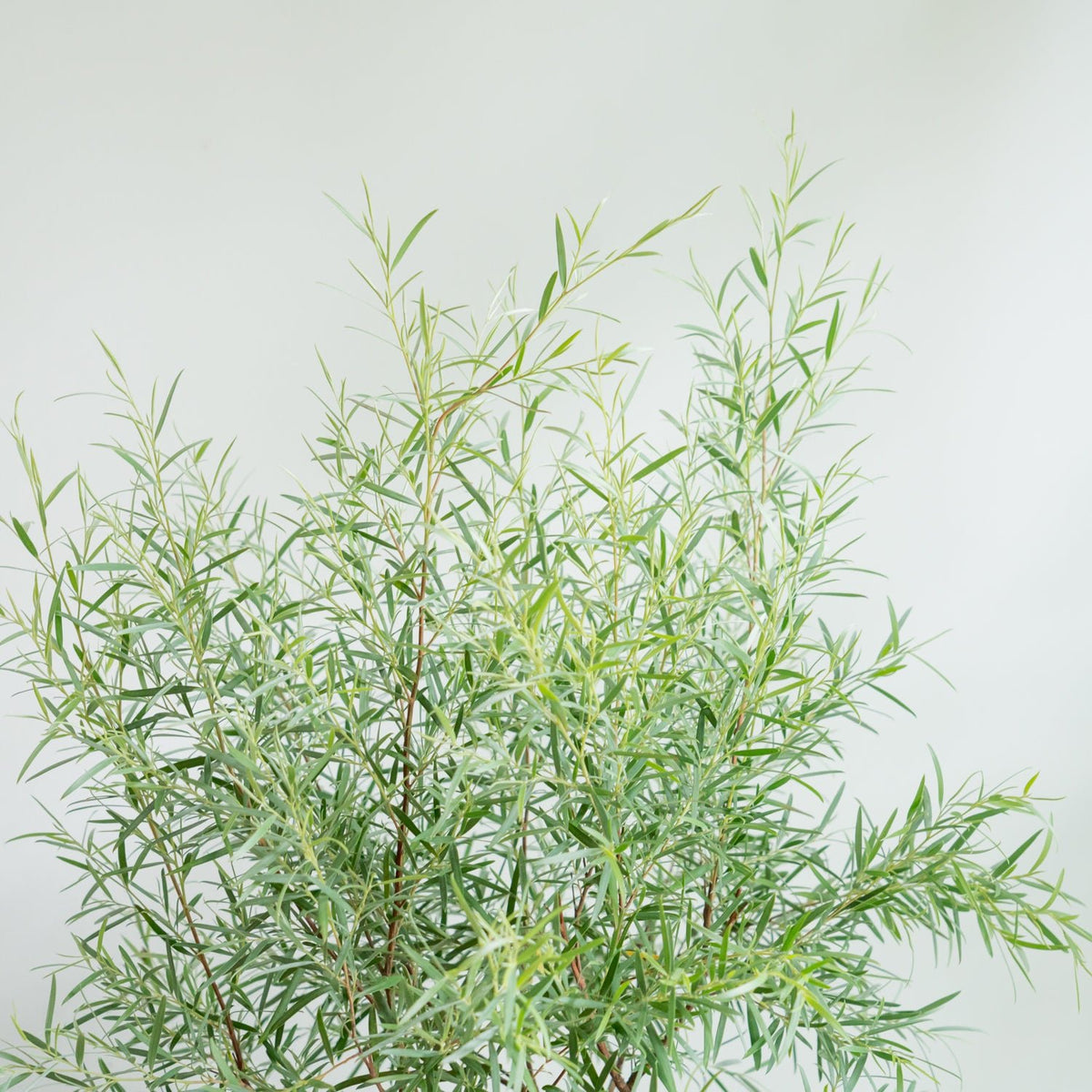 シルバーティーツリーをオーダーするならFlower&amp;Plants tette │ 「手から手へ、想いを運ぶフラワーショップ」【板橋駅徒歩4分】【熟練フローリスト夫婦が運営】【最短2営業日で発送】【24時間365日注文OK】【ギフトは3300円〜】フラワーギフトを手から手へ、想いを込めたブーケやアレンジメントで大切な人に感謝と愛情を。シーンや用途に合わせて選びやすい豊富な種