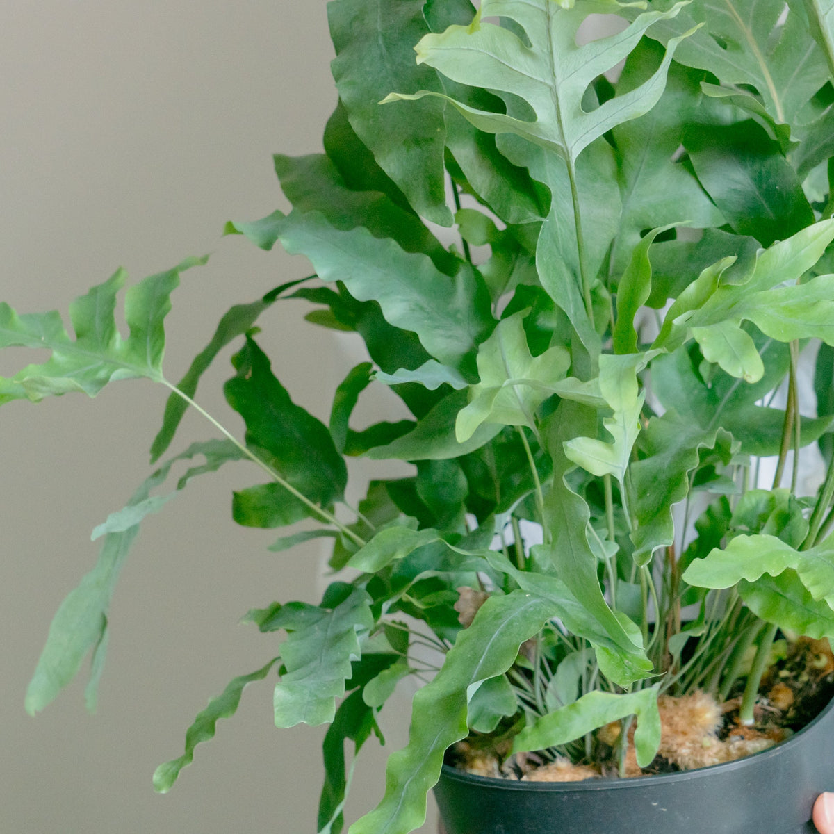 フレポディウム　ブルースターをオーダーするならFlower&amp;Plants tette │ 「手から手へ、想いを運ぶフラワーショップ」【板橋駅徒歩4分】【熟練フローリスト夫婦が運営】【最短2営業日で発送】【24時間365日注文OK】【ギフトは3300円〜】フラワーギフトを手から手へ、想いを込めたブーケやアレンジメントで大切な人に感謝と愛情を。シーンや用途に合わせて選びやすい豊富な種
