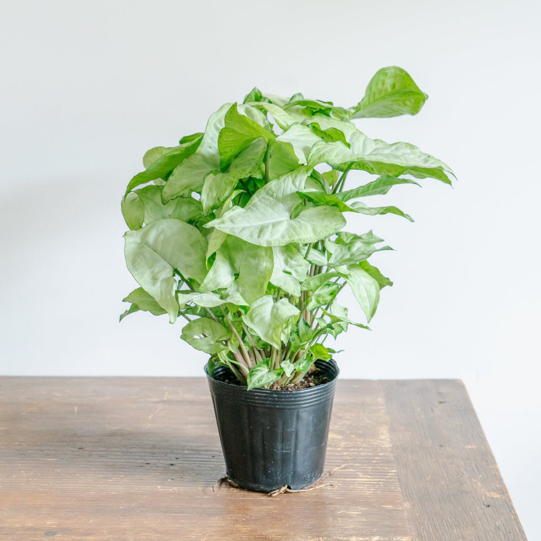 シンゴジウムをオーダーするならFlower&amp;Plants tette │ 「手から手へ、想いを運ぶフラワーショップ」【板橋駅徒歩4分】【熟練フローリスト夫婦が運営】【最短2営業日で発送】【24時間365日注文OK】【ギフトは3300円〜】フラワーギフトを手から手へ、想いを込めたブーケやアレンジメントで大切な人に感謝と愛情を。シーンや用途に合わせて選びやすい豊富な種