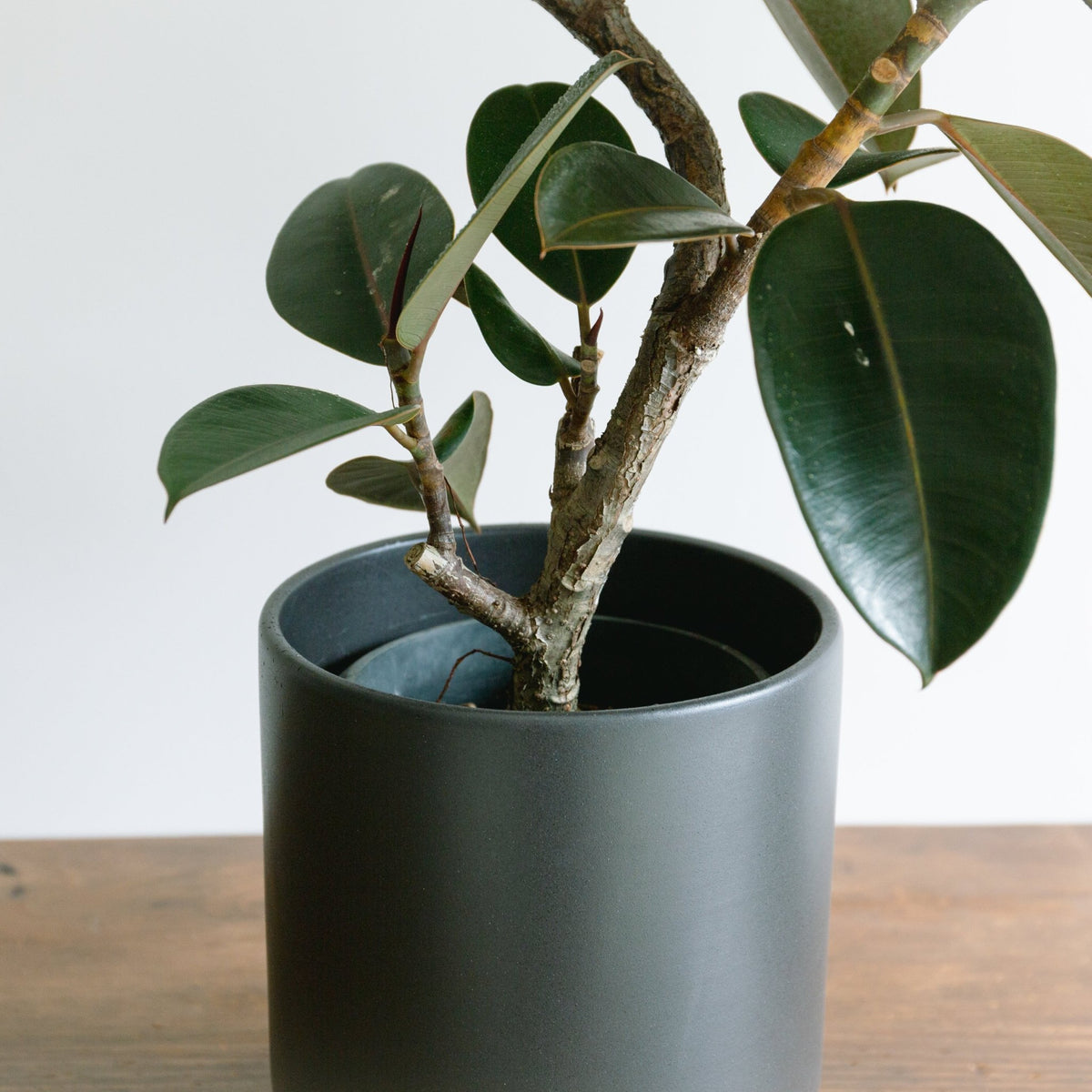 パラドックトールをオーダーするならFlower&amp;Plants tette │ 「手から手へ、想いを運ぶフラワーショップ」【板橋駅徒歩4分】【熟練フローリスト夫婦が運営】【最短2営業日で発送】【24時間365日注文OK】【ギフトは3300円〜】フラワーギフトを手から手へ、想いを込めたブーケやアレンジメントで大切な人に感謝と愛情を。シーンや用途に合わせて選びやすい豊富な種