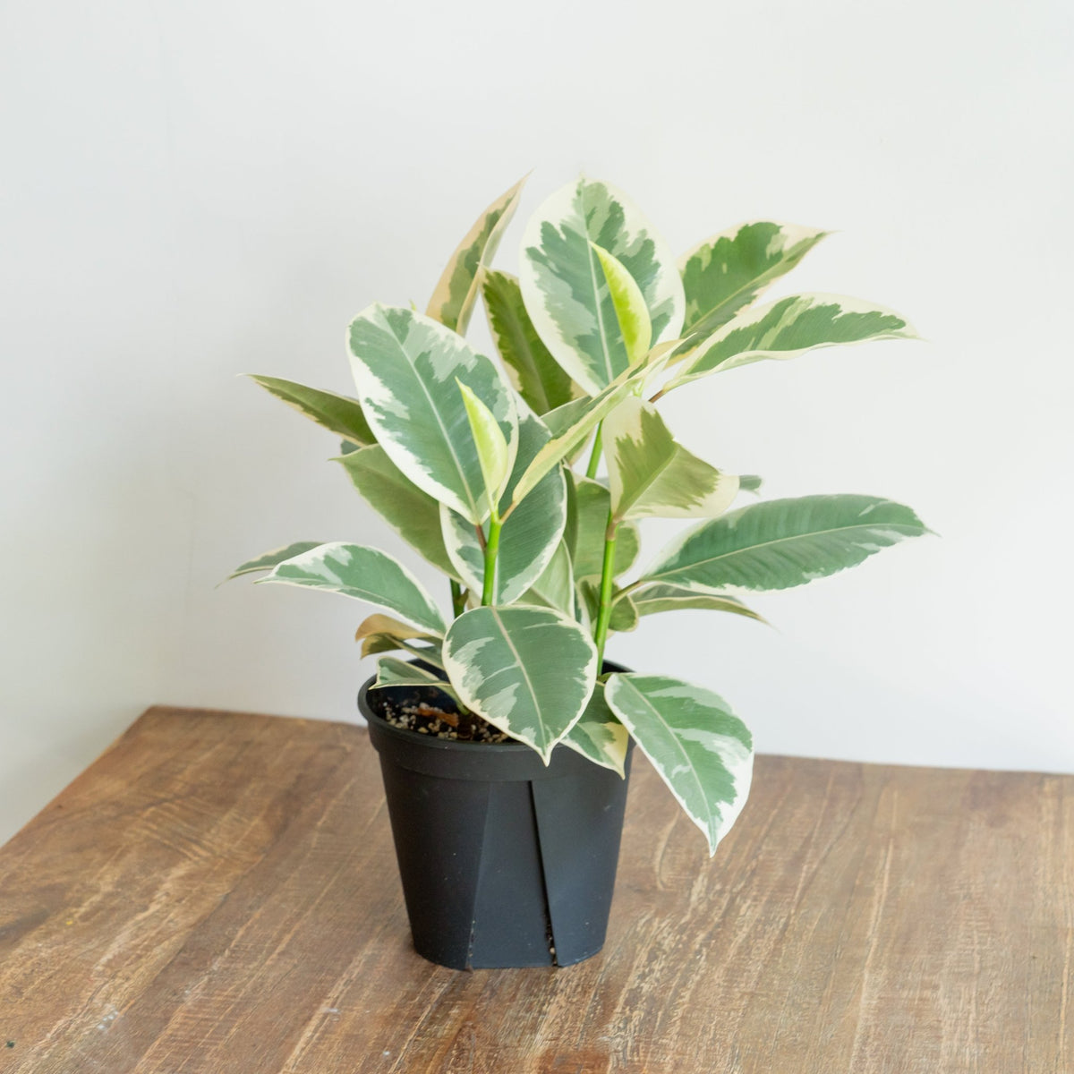 フィカス ティネケをオーダーするならFlower&amp;Plants tette │ 「手から手へ、想いを運ぶフラワーショップ」【板橋駅徒歩4分】【熟練フローリスト夫婦が運営】【最短2営業日で発送】【24時間365日注文OK】【ギフトは3300円〜】フラワーギフトを手から手へ、想いを込めたブーケやアレンジメントで大切な人に感謝と愛情を。シーンや用途に合わせて選びやすい豊富な種