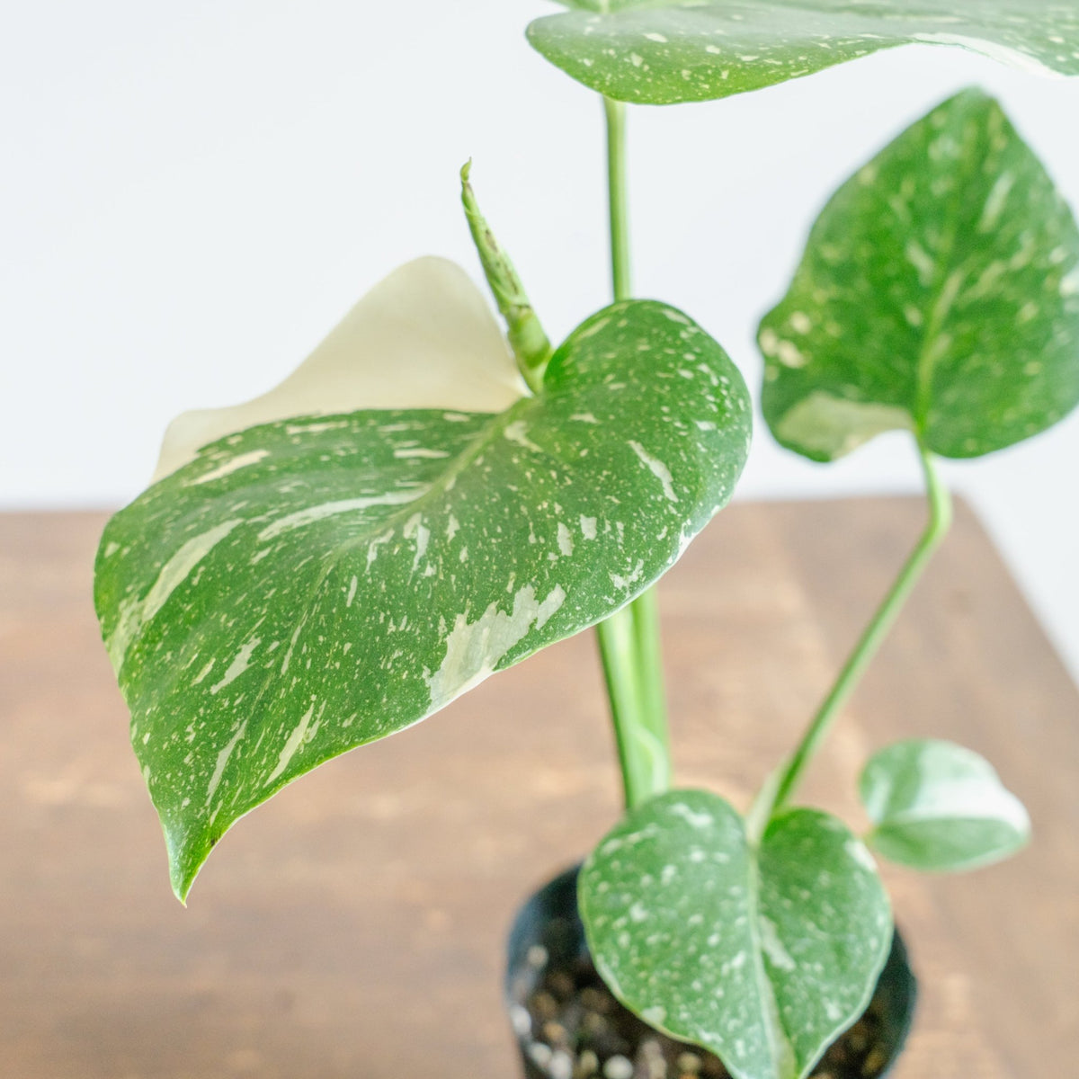 モンステラ タイコンストレーションをオーダーするならFlower&amp;Plants tette │ 「手から手へ、想いを運ぶフラワーショップ」【板橋駅徒歩4分】【熟練フローリスト夫婦が運営】【最短2営業日で発送】【24時間365日注文OK】【ギフトは3300円〜】フラワーギフトを手から手へ、想いを込めたブーケやアレンジメントで大切な人に感謝と愛情を。シーンや用途に合わせて選びやすい豊富な種