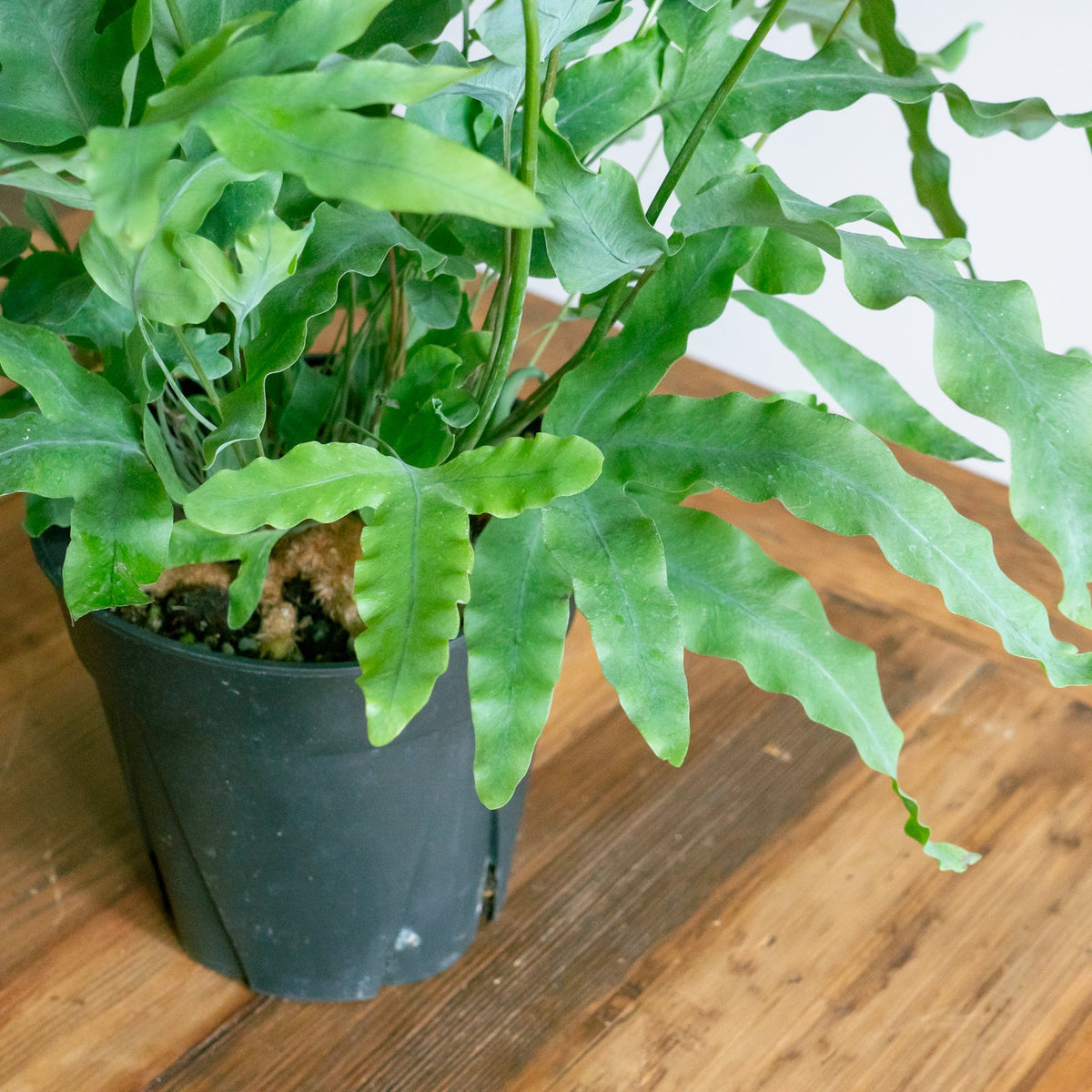フレポディウム　ブルースターをオーダーするならFlower&amp;Plants tette │ 「手から手へ、想いを運ぶフラワーショップ」【板橋駅徒歩4分】【熟練フローリスト夫婦が運営】【最短2営業日で発送】【24時間365日注文OK】【ギフトは3300円〜】フラワーギフトを手から手へ、想いを込めたブーケやアレンジメントで大切な人に感謝と愛情を。シーンや用途に合わせて選びやすい豊富な種