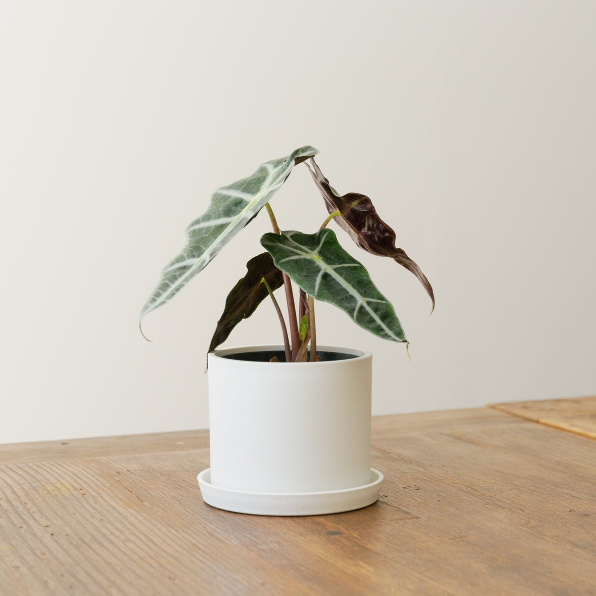 アロカシア アマゾニアをオーダーするならFlower&amp;Plants tette │ 「手から手へ、想いを運ぶフラワーショップ」【板橋駅徒歩4分】【熟練フローリスト夫婦が運営】【最短2営業日で発送】【24時間365日注文OK】【ギフトは3300円〜】フラワーギフトを手から手へ、想いを込めたブーケやアレンジメントで大切な人に感謝と愛情を。シーンや用途に合わせて選びやすい豊富な種