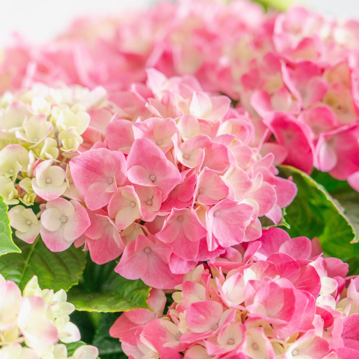 母の日 アジサイのギフトをオーダーするならFlower&amp;Plants tette │ 「手から手へ、想いを運ぶフラワーショップ」【板橋駅徒歩4分】【熟練フローリスト夫婦が運営】【最短2営業日で発送】【24時間365日注文OK】【ギフトは3300円〜】フラワーギフトを手から手へ、想いを込めたブーケやアレンジメントで大切な人に感謝と愛情を。シーンや用途に合わせて選びやすい豊富な種
