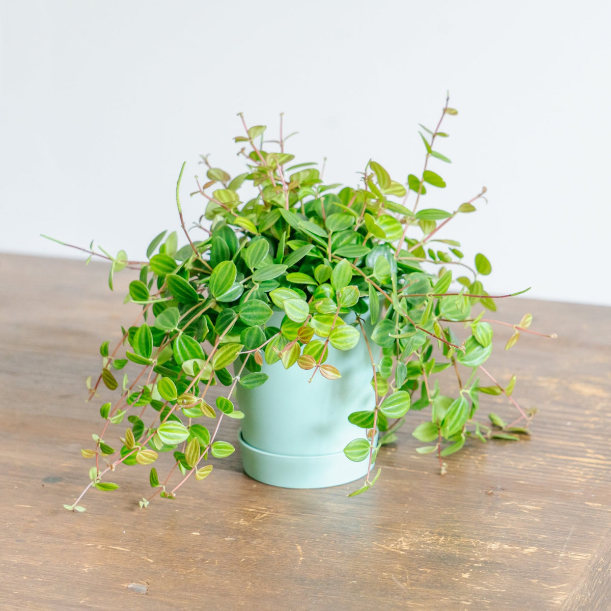 ペペロミア アングラータをオーダーするならFlower&amp;Plants tette │ 「手から手へ、想いを運ぶフラワーショップ」【板橋駅徒歩4分】【熟練フローリスト夫婦が運営】【最短2営業日で発送】【24時間365日注文OK】【ギフトは3300円〜】フラワーギフトを手から手へ、想いを込めたブーケやアレンジメントで大切な人に感謝と愛情を。シーンや用途に合わせて選びやすい豊富な種