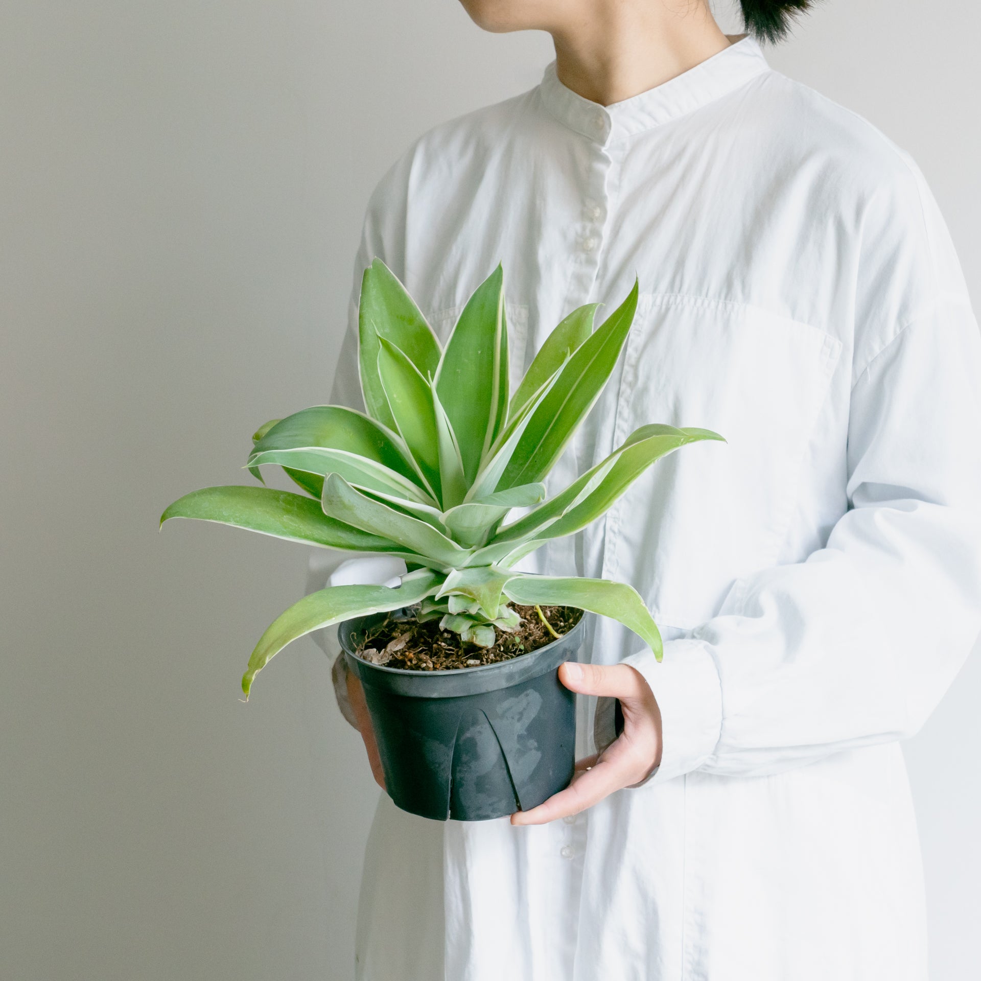 アガベ アテナータならFlower&Plants tette │  「手から手へ、想いを運ぶフラワーショップ」【板橋駅徒歩4分】【熟練フローリスト夫婦が運営】【最短2営業日で発送】【24時間365日注文OK】【ギフトは3300円〜】