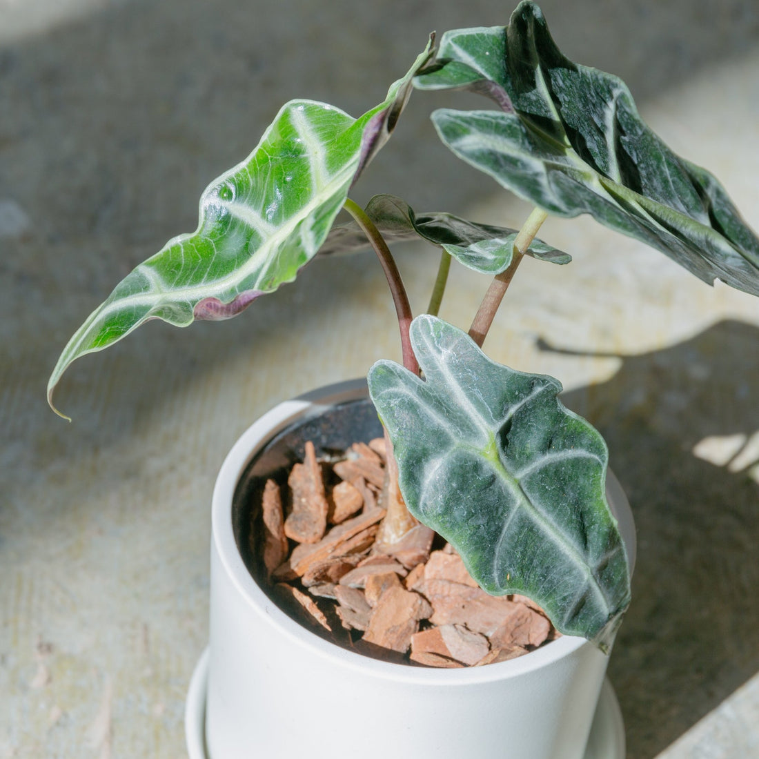アロカシア アマゾニアをオーダーするならFlower&amp;Plants tette │ 「手から手へ、想いを運ぶフラワーショップ」【板橋駅徒歩4分】【熟練フローリスト夫婦が運営】【最短2営業日で発送】【24時間365日注文OK】【ギフトは3300円〜】フラワーギフトを手から手へ、想いを込めたブーケやアレンジメントで大切な人に感謝と愛情を。シーンや用途に合わせて選びやすい豊富な種