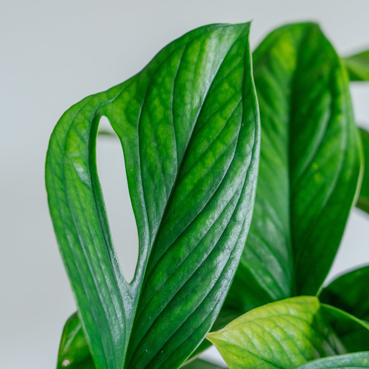 モンステラ カルステリアナムをオーダーするならFlower&amp;Plants tette │ 「手から手へ、想いを運ぶフラワーショップ」【板橋駅徒歩4分】【熟練フローリスト夫婦が運営】【最短2営業日で発送】【24時間365日注文OK】【ギフトは3300円〜】フラワーギフトを手から手へ、想いを込めたブーケやアレンジメントで大切な人に感謝と愛情を。シーンや用途に合わせて選びやすい豊富な種