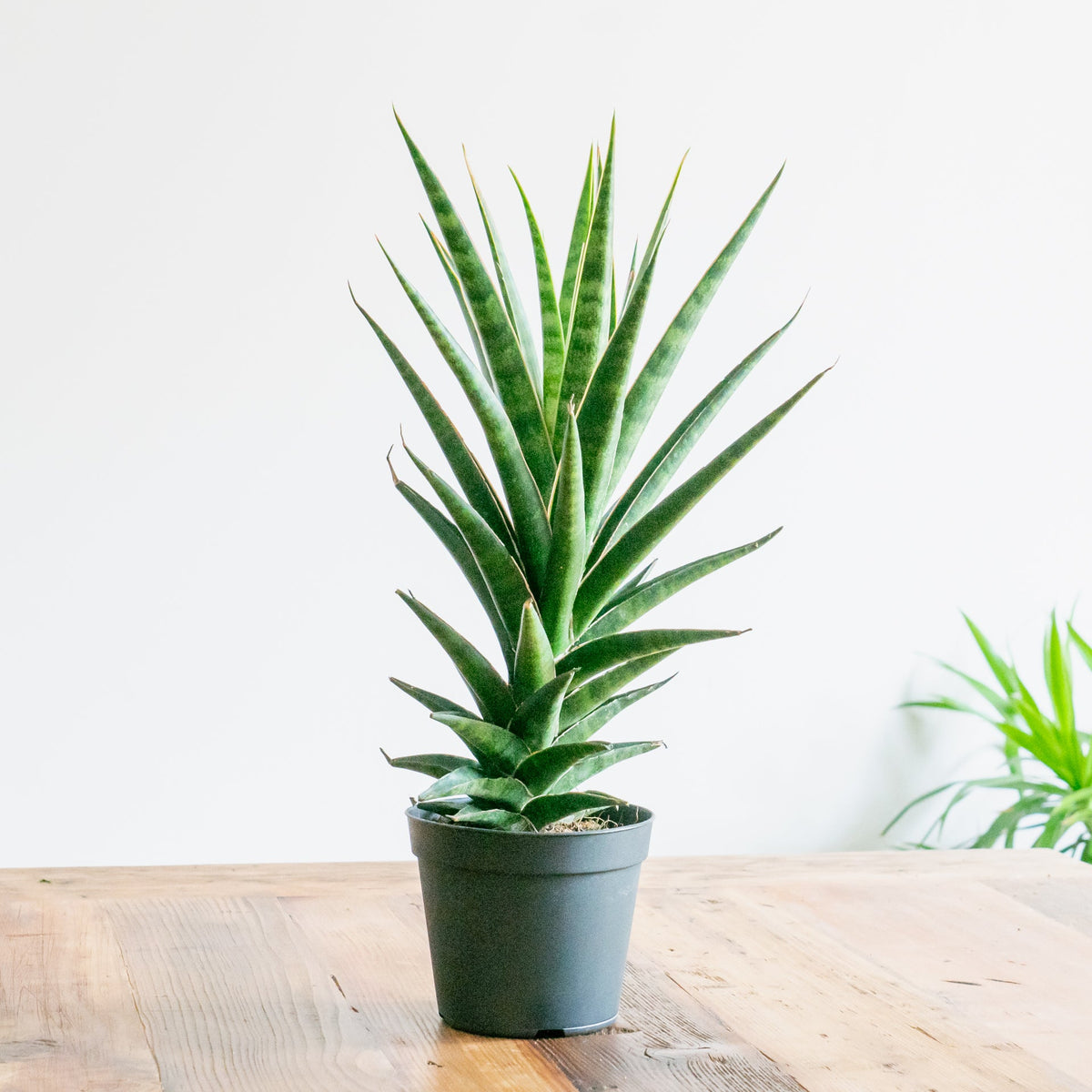 サンスベリア ビースリーをオーダーするならFlower&amp;Plants tette │ 「手から手へ、想いを運ぶフラワーショップ」【板橋駅徒歩4分】【熟練フローリスト夫婦が運営】【最短2営業日で発送】【24時間365日注文OK】【ギフトは3300円〜】フラワーギフトを手から手へ、想いを込めたブーケやアレンジメントで大切な人に感謝と愛情を。シーンや用途に合わせて選びやすい豊富な種
