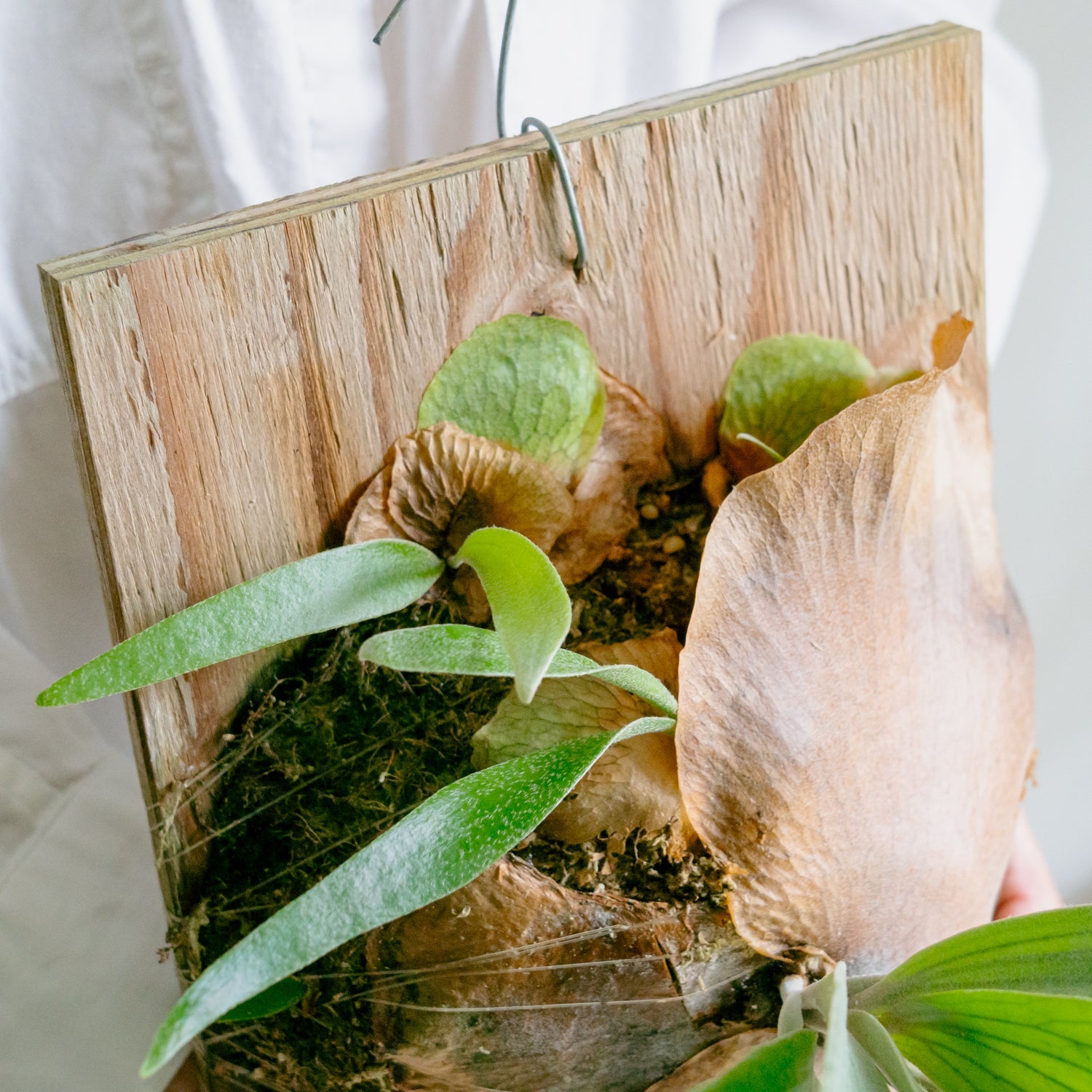 ビカクシダ　サウスシーをオーダーするならFlower&amp;Plants tette │ 「手から手へ、想いを運ぶフラワーショップ」【板橋駅徒歩4分】【熟練フローリスト夫婦が運営】【最短2営業日で発送】【24時間365日注文OK】【ギフトは3300円〜】フラワーギフトを手から手へ、想いを込めたブーケやアレンジメントで大切な人に感謝と愛情を。シーンや用途に合わせて選びやすい豊富な種