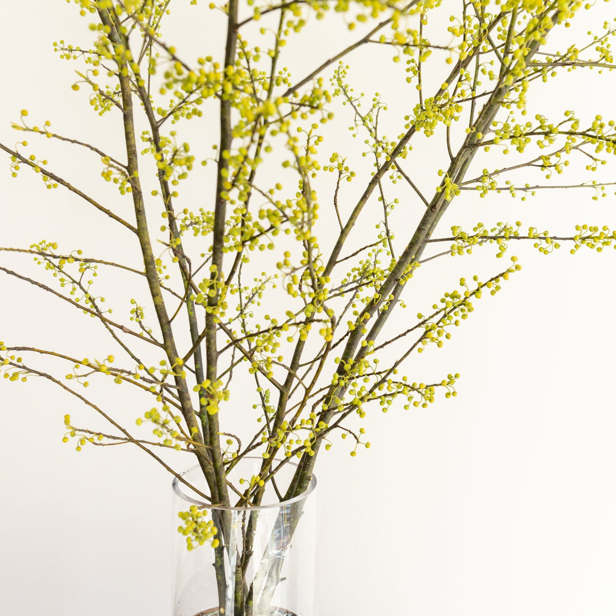 枝もの定期便をオーダーするならFlower&amp;Plants tette │ 「手から手へ、想いを運ぶフラワーショップ」【板橋駅徒歩4分】【熟練フローリスト夫婦が運営】【最短2営業日で発送】【24時間365日注文OK】【ギフトは3300円〜】フラワーギフトを手から手へ、想いを込めたブーケやアレンジメントで大切な人に感謝と愛情を。シーンや用途に合わせて選びやすい豊富な種