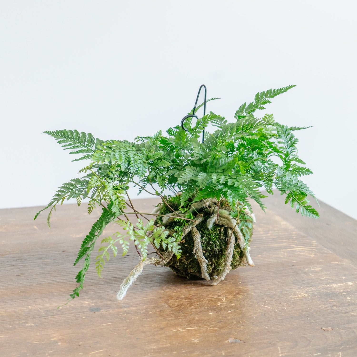 トキワシノブ苔玉をオーダーするならFlower&amp;Plants tette │ 「手から手へ、想いを運ぶフラワーショップ」【板橋駅徒歩4分】【熟練フローリスト夫婦が運営】【最短2営業日で発送】【24時間365日注文OK】【ギフトは3300円〜】フラワーギフトを手から手へ、想いを込めたブーケやアレンジメントで大切な人に感謝と愛情を。シーンや用途に合わせて選びやすい豊富な種