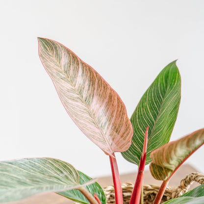 母の日 フィロデンドロン ピンクバーキンのギフトをオーダーするならFlower&amp;Plants tette │ 「手から手へ、想いを運ぶフラワーショップ」【板橋駅徒歩4分】【熟練フローリスト夫婦が運営】【最短2営業日で発送】【24時間365日注文OK】【ギフトは3300円〜】フラワーギフトを手から手へ、想いを込めたブーケやアレンジメントで大切な人に感謝と愛情を。シーンや用途に合わせて選びやすい豊富な種