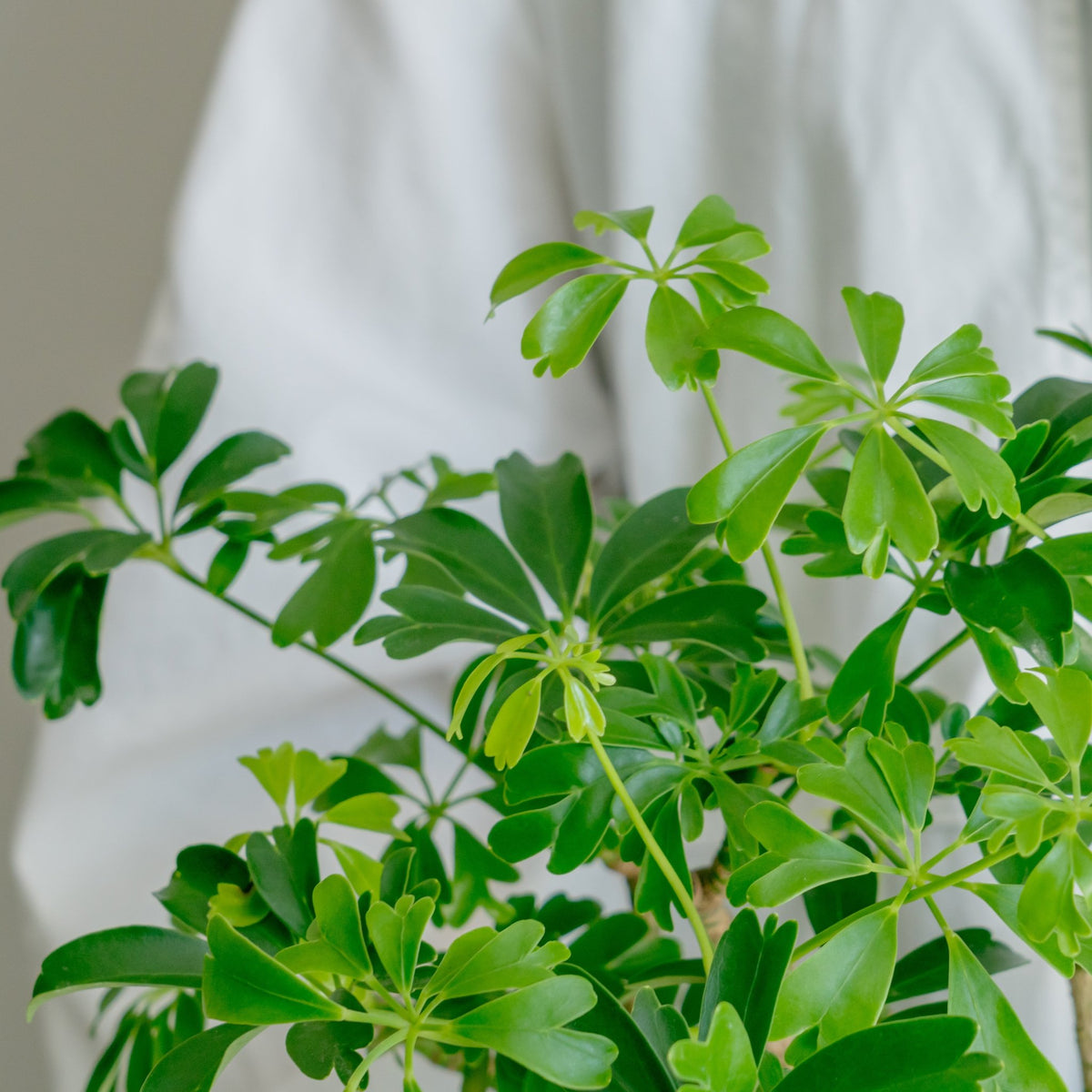 シェフレラ　レナータをオーダーするならFlower&amp;Plants tette │ 「手から手へ、想いを運ぶフラワーショップ」【板橋駅徒歩4分】【熟練フローリスト夫婦が運営】【最短2営業日で発送】【24時間365日注文OK】【ギフトは3300円〜】フラワーギフトを手から手へ、想いを込めたブーケやアレンジメントで大切な人に感謝と愛情を。シーンや用途に合わせて選びやすい豊富な種