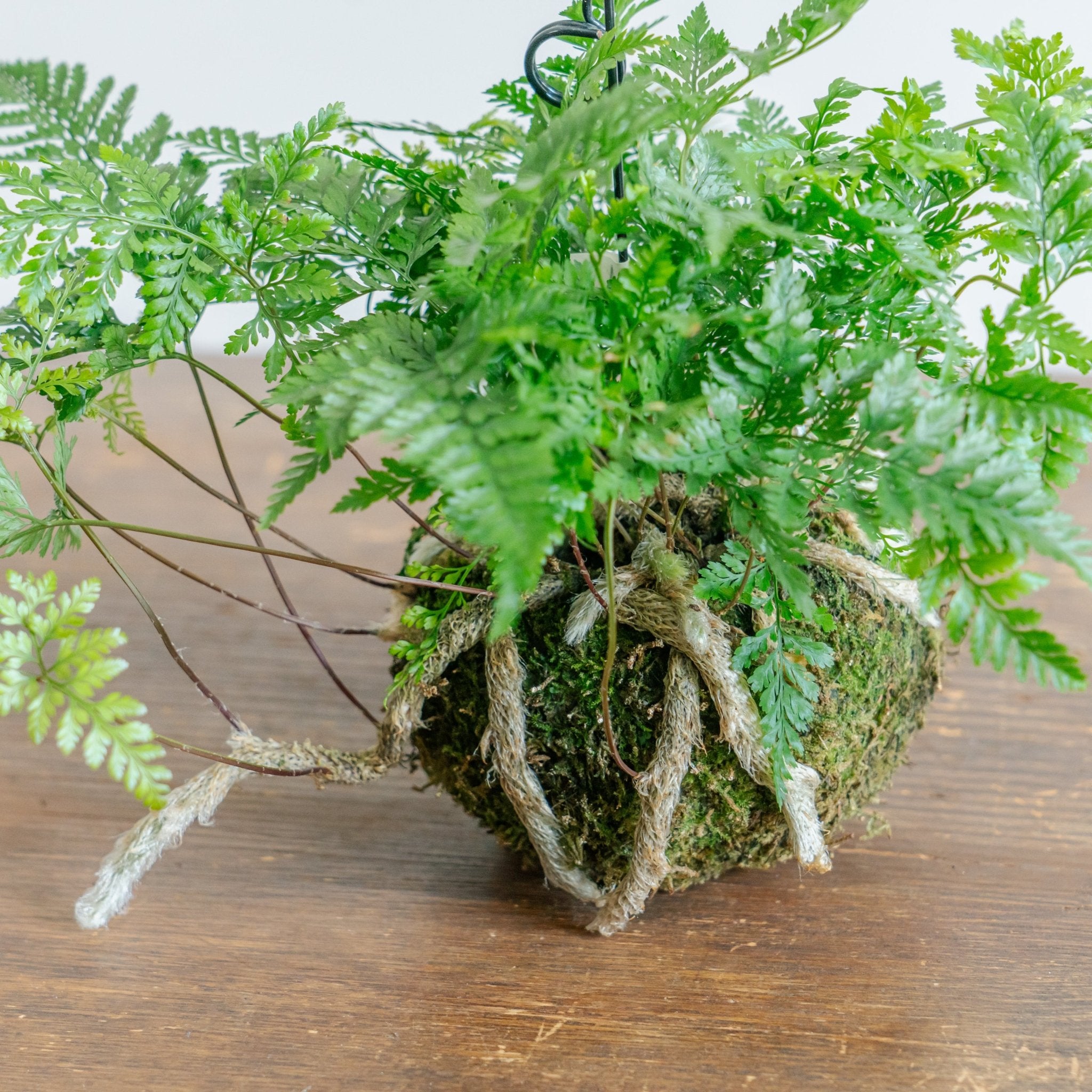 トキワシノブ苔玉ならFlower&Plants tette │「手から手へ、想いを運ぶ