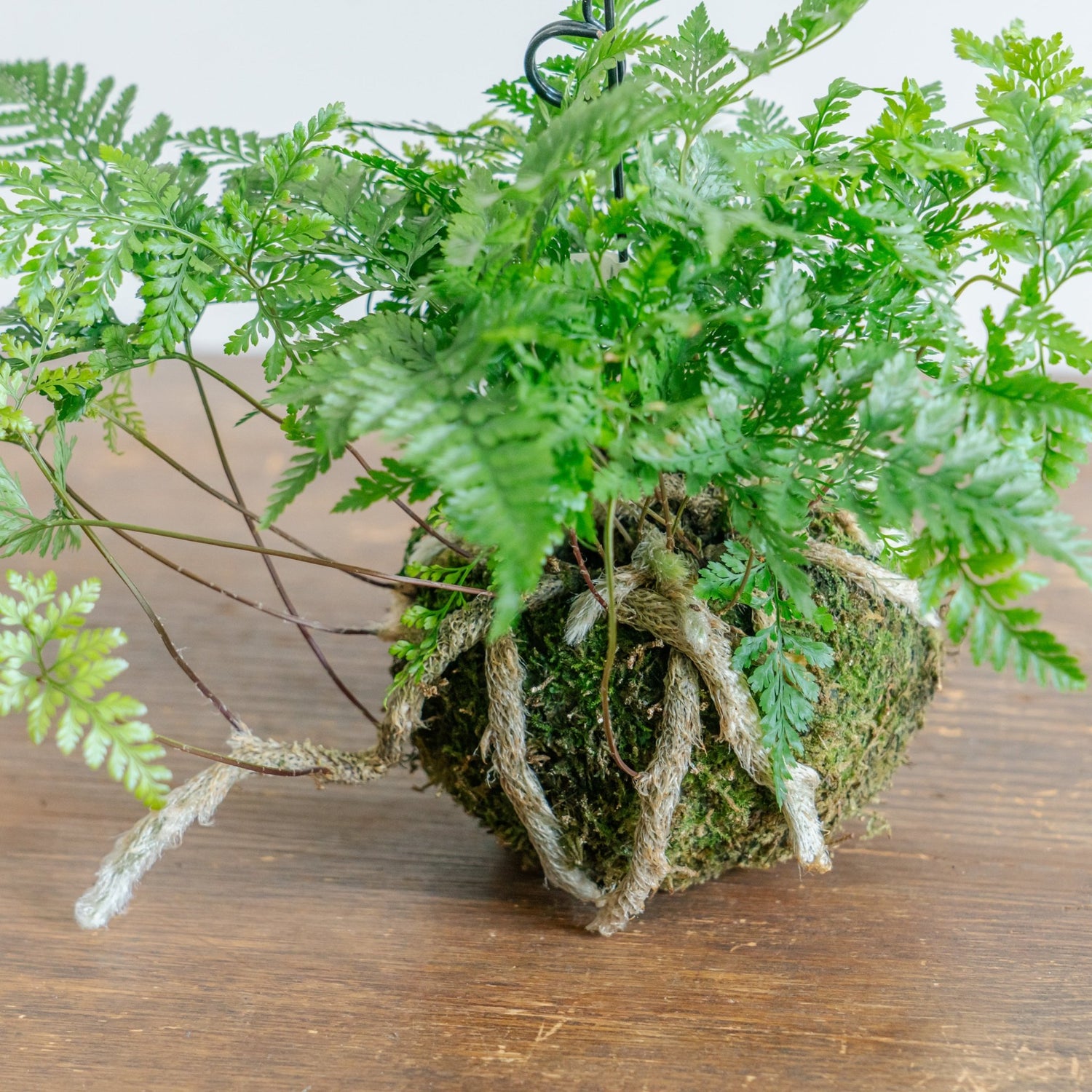 トキワシノブ苔玉をオーダーするならFlower&amp;Plants tette │ 「手から手へ、想いを運ぶフラワーショップ」【板橋駅徒歩4分】【熟練フローリスト夫婦が運営】【最短2営業日で発送】【24時間365日注文OK】【ギフトは3300円〜】フラワーギフトを手から手へ、想いを込めたブーケやアレンジメントで大切な人に感謝と愛情を。シーンや用途に合わせて選びやすい豊富な種