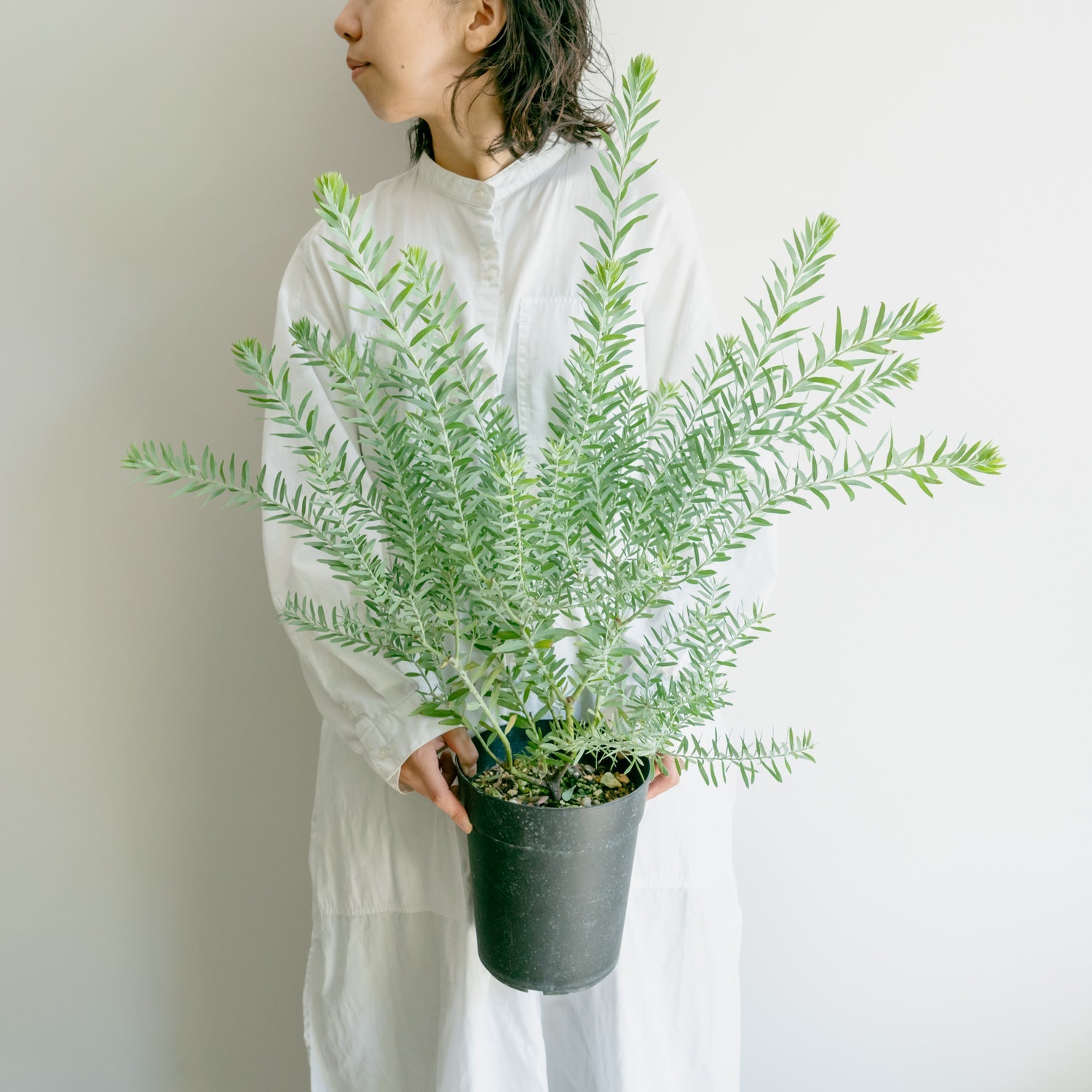 アカシア ブルーブッシュならFlower&Plants tette │「手から手へ