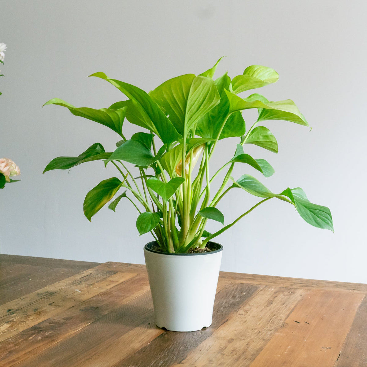 ホマロメナサンシャインジェムをオーダーするならFlower&amp;Plants tette │ 「手から手へ、想いを運ぶフラワーショップ」【板橋駅徒歩4分】【熟練フローリスト夫婦が運営】【最短2営業日で発送】【24時間365日注文OK】【ギフトは3300円〜】フラワーギフトを手から手へ、想いを込めたブーケやアレンジメントで大切な人に感謝と愛情を。シーンや用途に合わせて選びやすい豊富な種