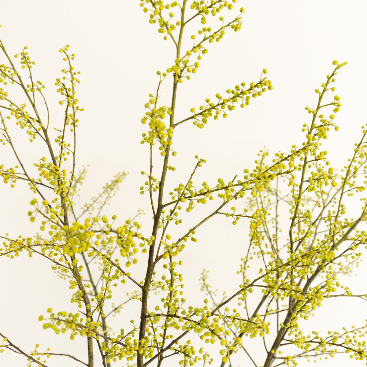 枝もの定期便をオーダーするならFlower&amp;Plants tette │ 「手から手へ、想いを運ぶフラワーショップ」【板橋駅徒歩4分】【熟練フローリスト夫婦が運営】【最短2営業日で発送】【24時間365日注文OK】【ギフトは3300円〜】フラワーギフトを手から手へ、想いを込めたブーケやアレンジメントで大切な人に感謝と愛情を。シーンや用途に合わせて選びやすい豊富な種