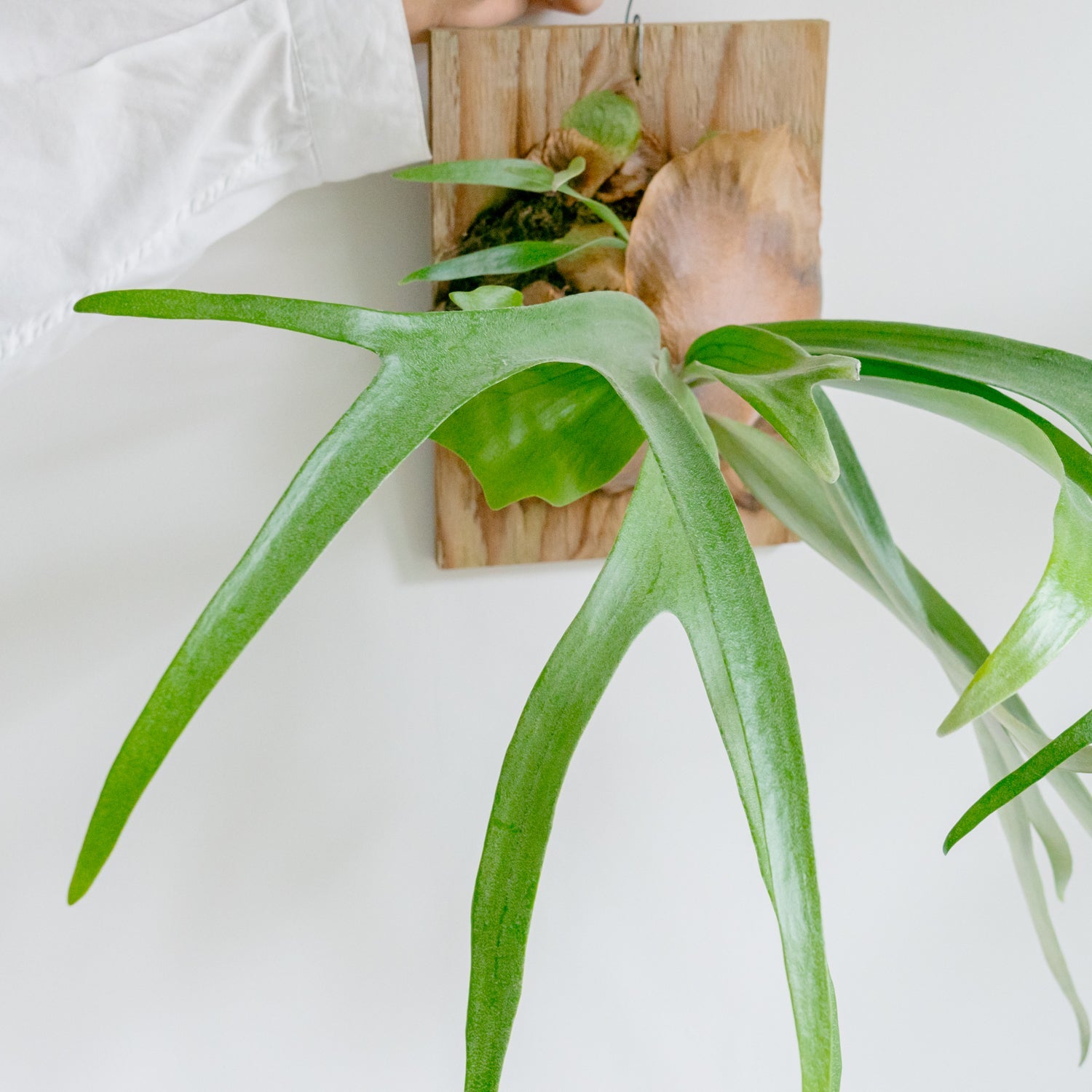 ビカクシダ　サウスシーをオーダーするならFlower&amp;Plants tette │ 「手から手へ、想いを運ぶフラワーショップ」【板橋駅徒歩4分】【熟練フローリスト夫婦が運営】【最短2営業日で発送】【24時間365日注文OK】【ギフトは3300円〜】フラワーギフトを手から手へ、想いを込めたブーケやアレンジメントで大切な人に感謝と愛情を。シーンや用途に合わせて選びやすい豊富な種