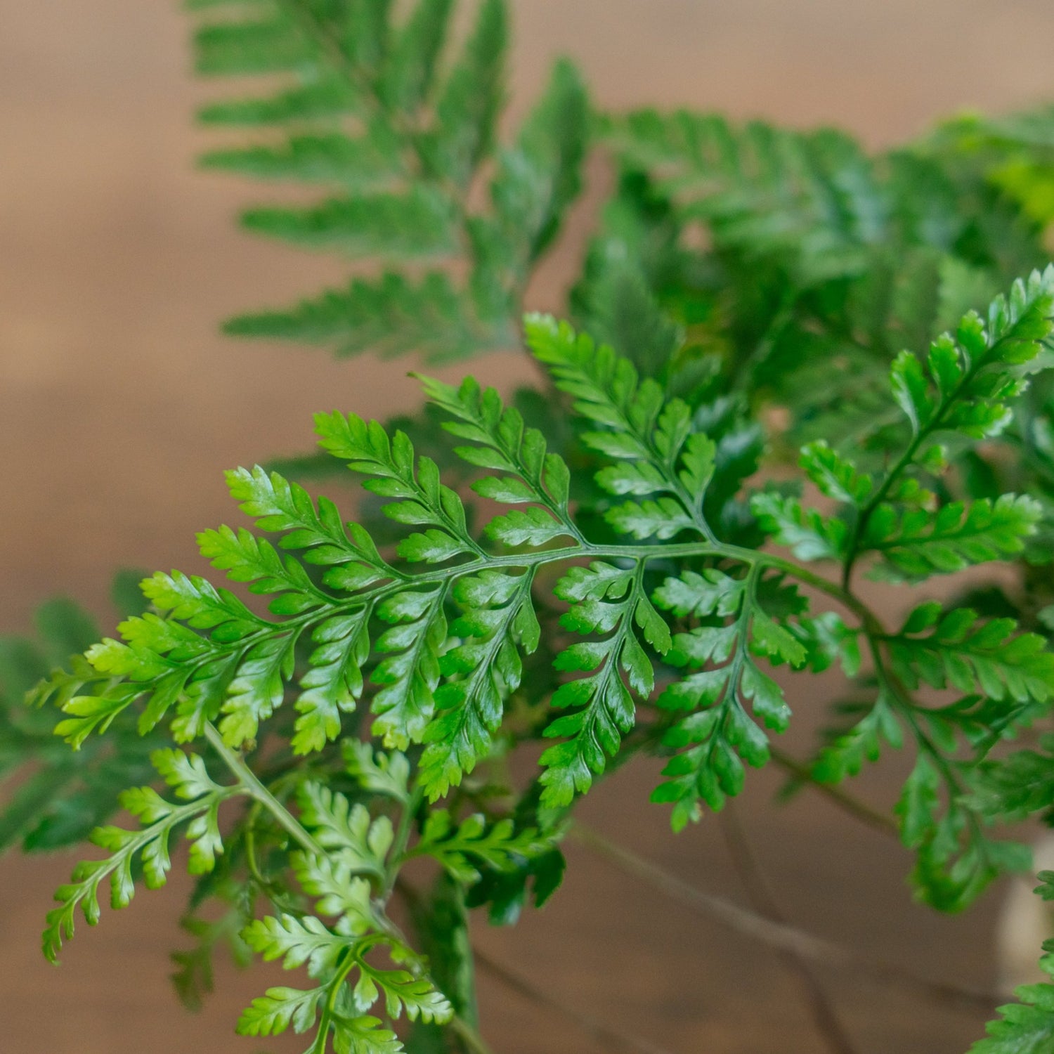 トキワシノブ苔玉をオーダーするならFlower&amp;Plants tette │ 「手から手へ、想いを運ぶフラワーショップ」【板橋駅徒歩4分】【熟練フローリスト夫婦が運営】【最短2営業日で発送】【24時間365日注文OK】【ギフトは3300円〜】フラワーギフトを手から手へ、想いを込めたブーケやアレンジメントで大切な人に感謝と愛情を。シーンや用途に合わせて選びやすい豊富な種