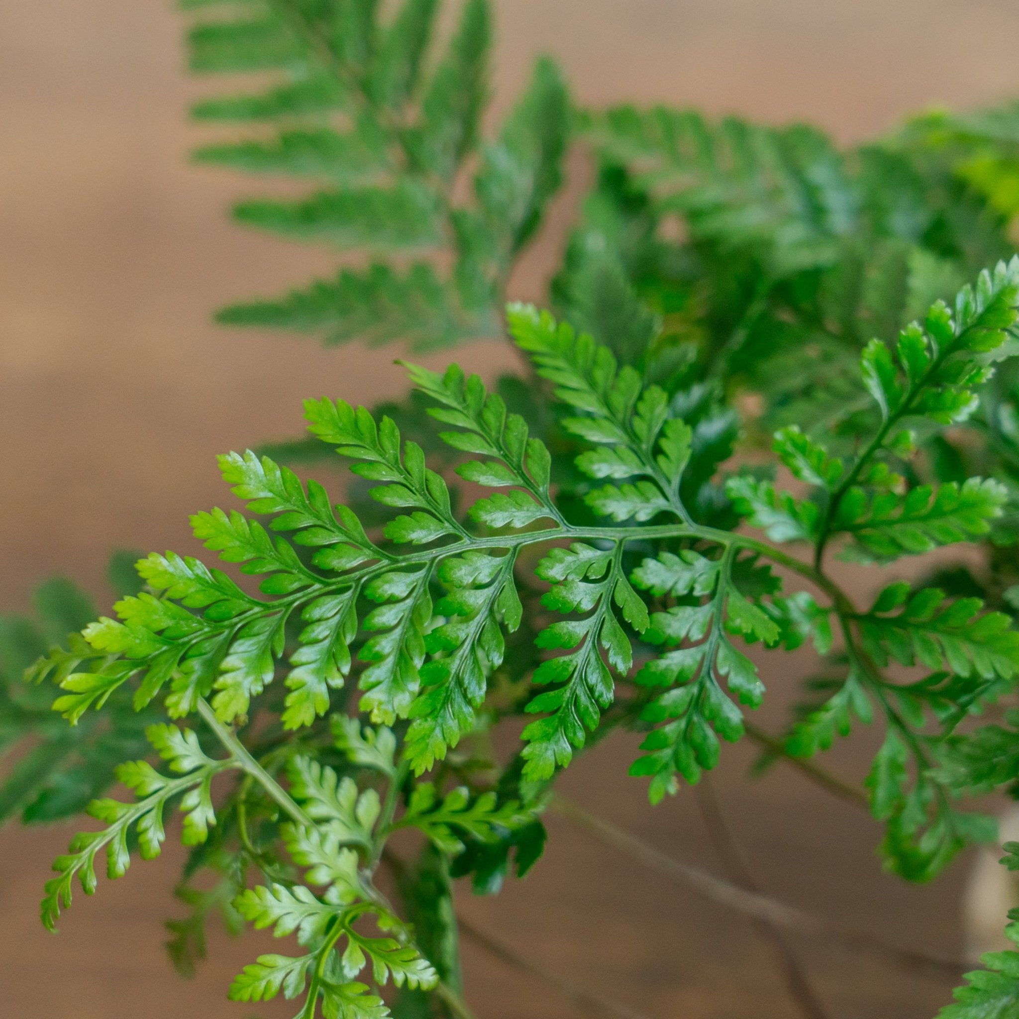 トキワシノブ苔玉をオーダーするならFlower&amp;Plants tette │ 「手から手へ、想いを運ぶフラワーショップ」【板橋駅徒歩4分】【熟練フローリスト夫婦が運営】【最短2営業日で発送】【24時間365日注文OK】【ギフトは3300円〜】フラワーギフトを手から手へ、想いを込めたブーケやアレンジメントで大切な人に感謝と愛情を。シーンや用途に合わせて選びやすい豊富な種