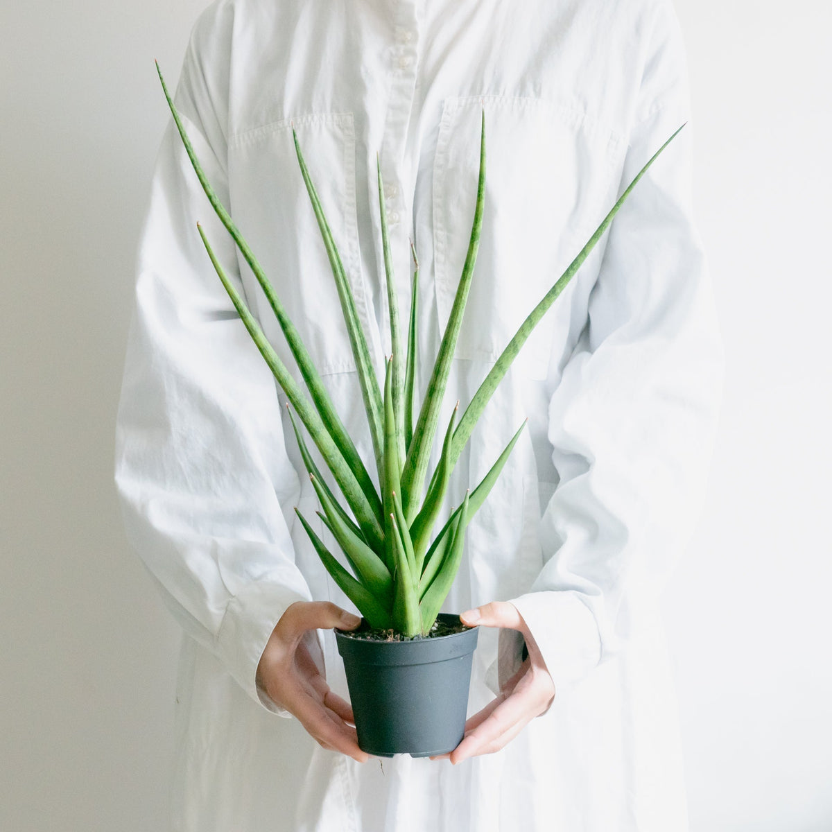 サンスベリアトムグラシリスをオーダーするならFlower&amp;Plants tette │ 「手から手へ、想いを運ぶフラワーショップ」【板橋駅徒歩4分】【熟練フローリスト夫婦が運営】【最短2営業日で発送】【24時間365日注文OK】【ギフトは3300円〜】フラワーギフトを手から手へ、想いを込めたブーケやアレンジメントで大切な人に感謝と愛情を。シーンや用途に合わせて選びやすい豊富な種
