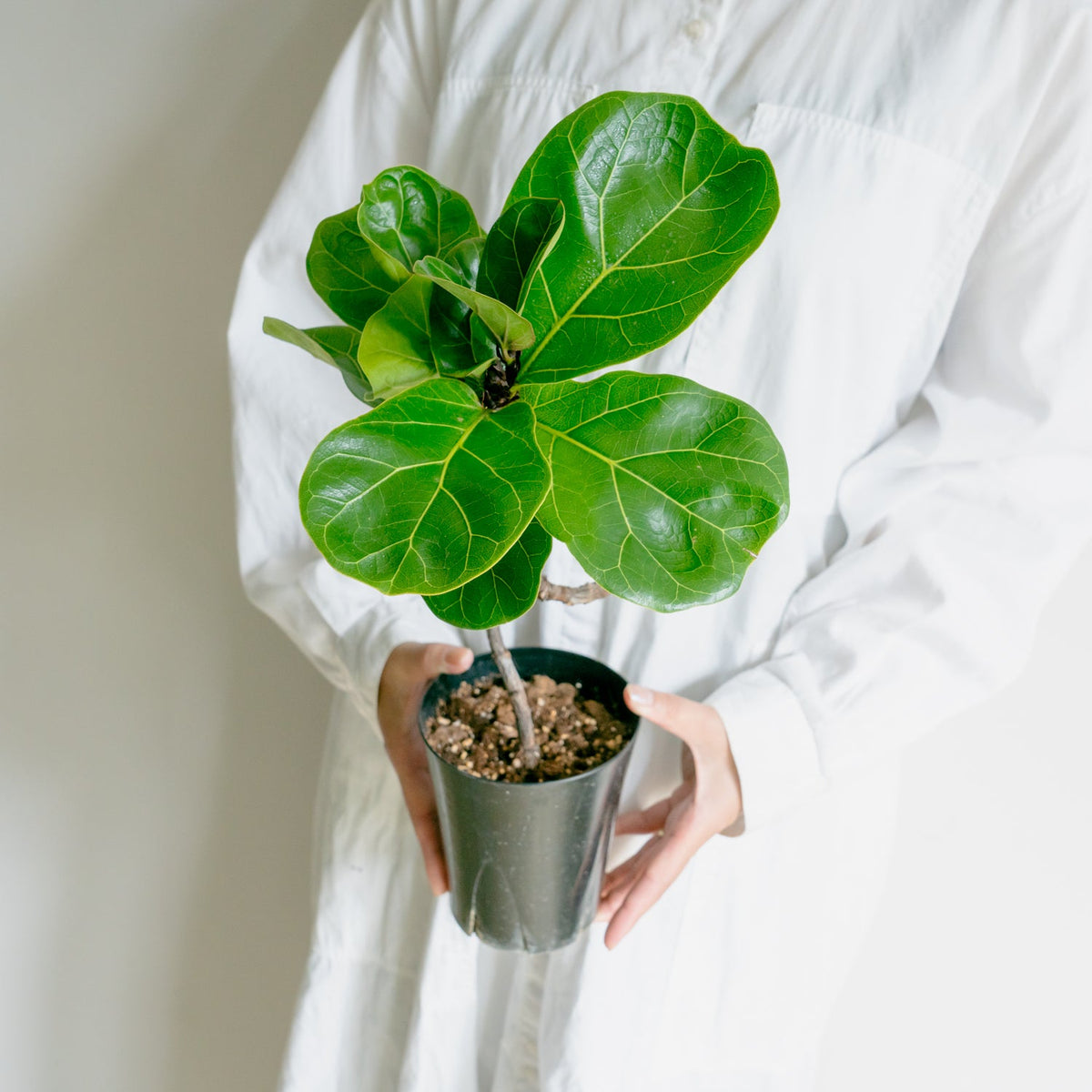フィカス　バンビーノをオーダーするならFlower&amp;Plants tette │ 「手から手へ、想いを運ぶフラワーショップ」【板橋駅徒歩4分】【熟練フローリスト夫婦が運営】【最短2営業日で発送】【24時間365日注文OK】【ギフトは3300円〜】フラワーギフトを手から手へ、想いを込めたブーケやアレンジメントで大切な人に感謝と愛情を。シーンや用途に合わせて選びやすい豊富な種