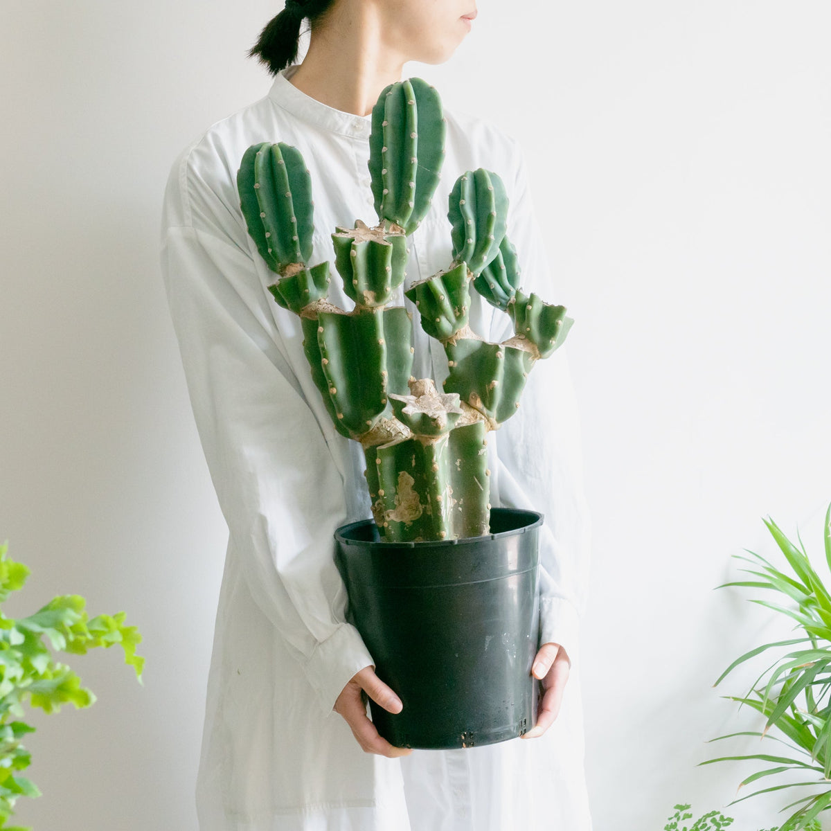 柱サボテンをオーダーするならFlower&amp;Plants tette │ 「手から手へ、想いを運ぶフラワーショップ」【板橋駅徒歩4分】【熟練フローリスト夫婦が運営】【最短2営業日で発送】【24時間365日注文OK】【ギフトは3300円〜】フラワーギフトを手から手へ、想いを込めたブーケやアレンジメントで大切な人に感謝と愛情を。シーンや用途に合わせて選びやすい豊富な種
