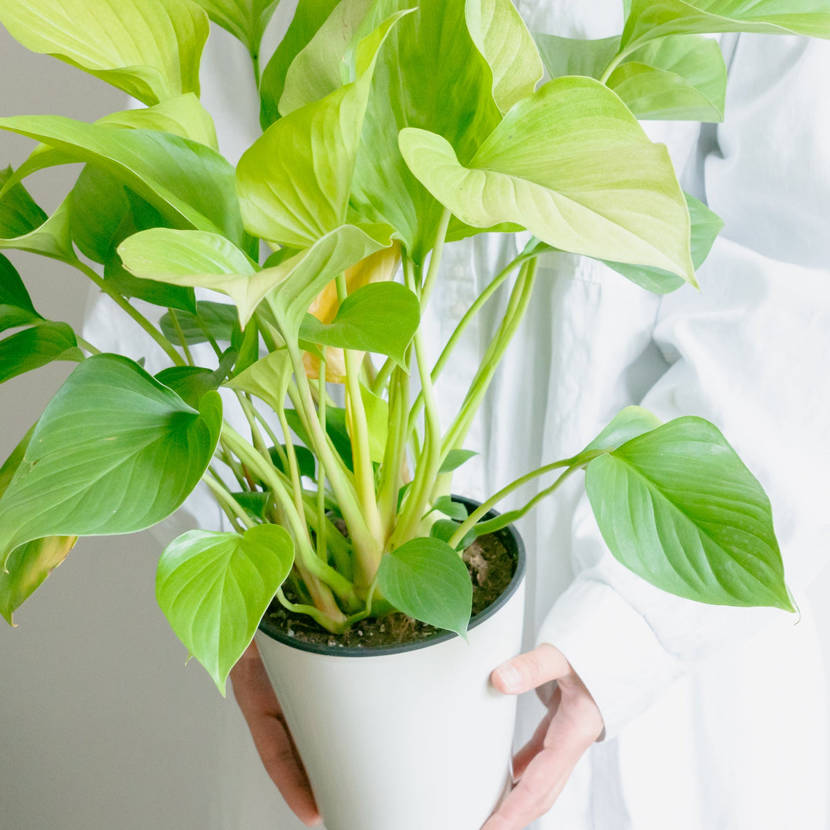 ホマロメナサンシャインジェムをオーダーするならFlower&amp;Plants tette │ 「手から手へ、想いを運ぶフラワーショップ」【板橋駅徒歩4分】【熟練フローリスト夫婦が運営】【最短2営業日で発送】【24時間365日注文OK】【ギフトは3300円〜】フラワーギフトを手から手へ、想いを込めたブーケやアレンジメントで大切な人に感謝と愛情を。シーンや用途に合わせて選びやすい豊富な種