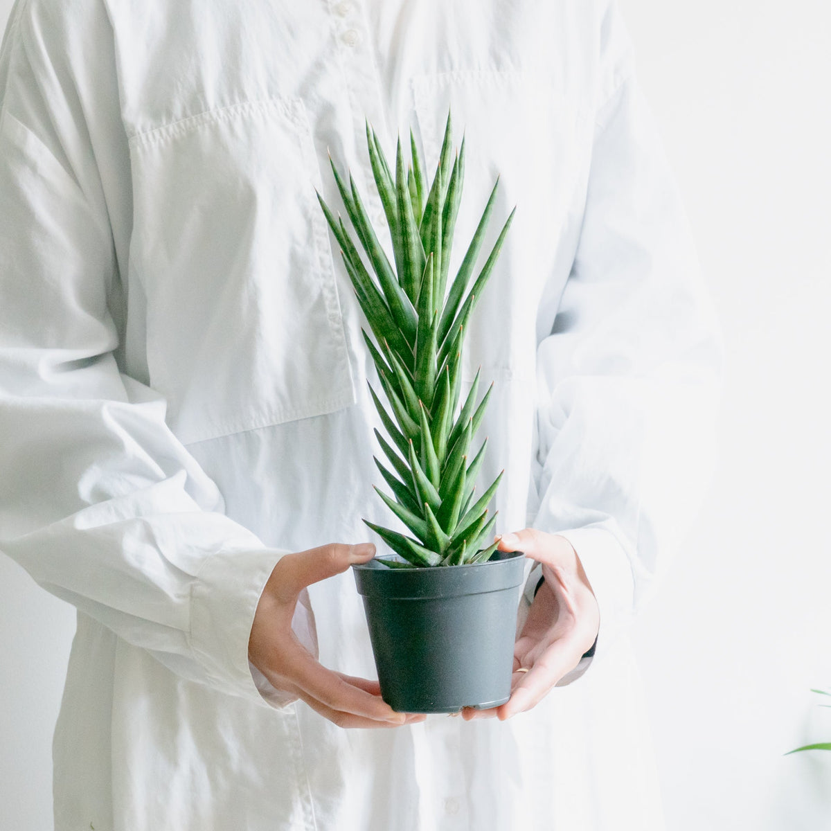 サンスベリア フランシンをオーダーするならFlower&amp;Plants tette │ 「手から手へ、想いを運ぶフラワーショップ」【板橋駅徒歩4分】【熟練フローリスト夫婦が運営】【最短2営業日で発送】【24時間365日注文OK】【ギフトは3300円〜】フラワーギフトを手から手へ、想いを込めたブーケやアレンジメントで大切な人に感謝と愛情を。シーンや用途に合わせて選びやすい豊富な種