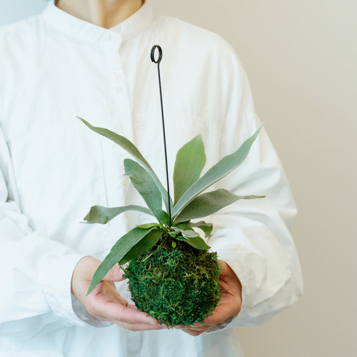 ビカクシダ　ヴィーチーをオーダーするならFlower&amp;Plants tette │ 「手から手へ、想いを運ぶフラワーショップ」【板橋駅徒歩4分】【熟練フローリスト夫婦が運営】【最短2営業日で発送】【24時間365日注文OK】【ギフトは3300円〜】フラワーギフトを手から手へ、想いを込めたブーケやアレンジメントで大切な人に感謝と愛情を。シーンや用途に合わせて選びやすい豊富な種