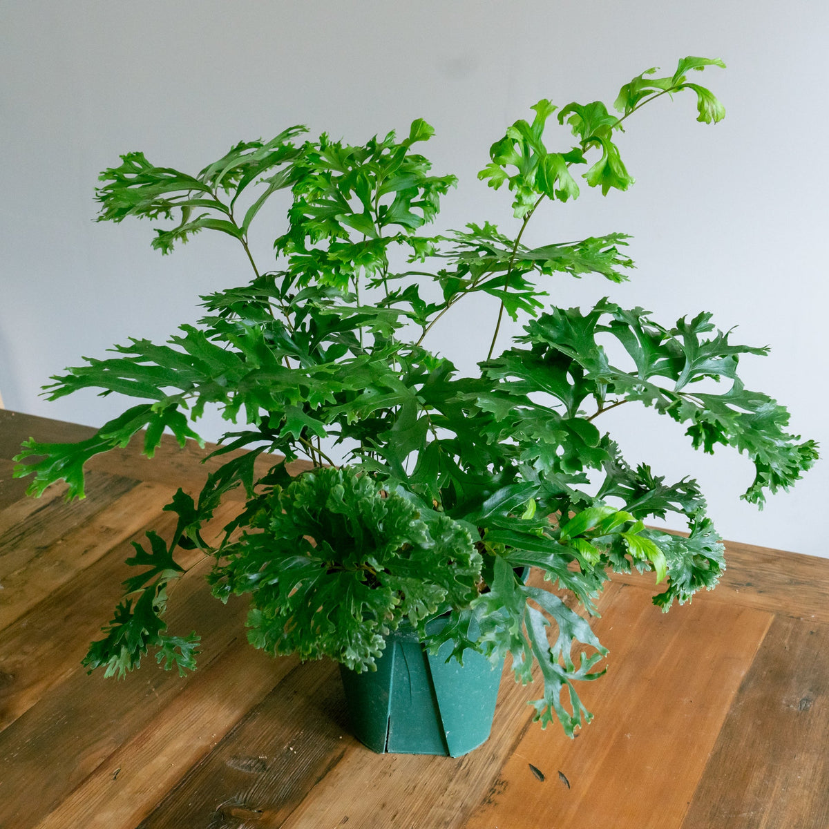 フレポディウム ファラックスをオーダーするならFlower&amp;Plants tette │ 「手から手へ、想いを運ぶフラワーショップ」【板橋駅徒歩4分】【熟練フローリスト夫婦が運営】【最短2営業日で発送】【24時間365日注文OK】【ギフトは3300円〜】フラワーギフトを手から手へ、想いを込めたブーケやアレンジメントで大切な人に感謝と愛情を。シーンや用途に合わせて選びやすい豊富な種
