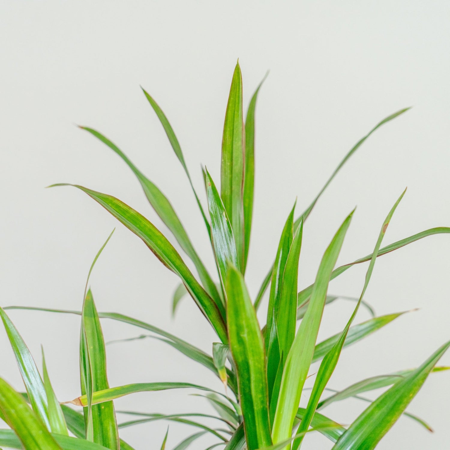 ドラセナ ナビーをオーダーするならFlower&amp;Plants tette │ 「手から手へ、想いを運ぶフラワーショップ」【板橋駅徒歩4分】【熟練フローリスト夫婦が運営】【最短2営業日で発送】【24時間365日注文OK】【ギフトは3300円〜】フラワーギフトを手から手へ、想いを込めたブーケやアレンジメントで大切な人に感謝と愛情を。シーンや用途に合わせて選びやすい豊富な種