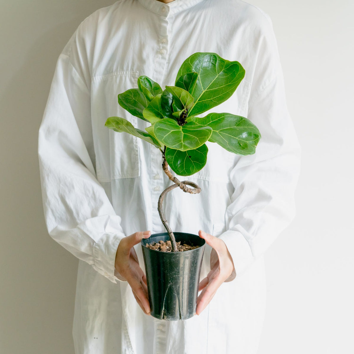 フィカス　バンビーノをオーダーするならFlower&amp;Plants tette │ 「手から手へ、想いを運ぶフラワーショップ」【板橋駅徒歩4分】【熟練フローリスト夫婦が運営】【最短2営業日で発送】【24時間365日注文OK】【ギフトは3300円〜】フラワーギフトを手から手へ、想いを込めたブーケやアレンジメントで大切な人に感謝と愛情を。シーンや用途に合わせて選びやすい豊富な種
