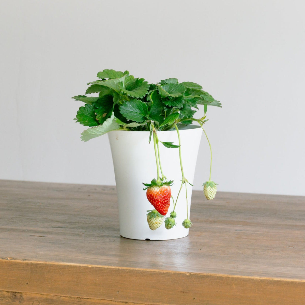 いちご　とちおとめをオーダーするならFlower&amp;Plants tette │ 「手から手へ、想いを運ぶフラワーショップ」【板橋駅徒歩4分】【熟練フローリスト夫婦が運営】【最短2営業日で発送】【24時間365日注文OK】【ギフトは3300円〜】フラワーギフトを手から手へ、想いを込めたブーケやアレンジメントで大切な人に感謝と愛情を。シーンや用途に合わせて選びやすい豊富な種