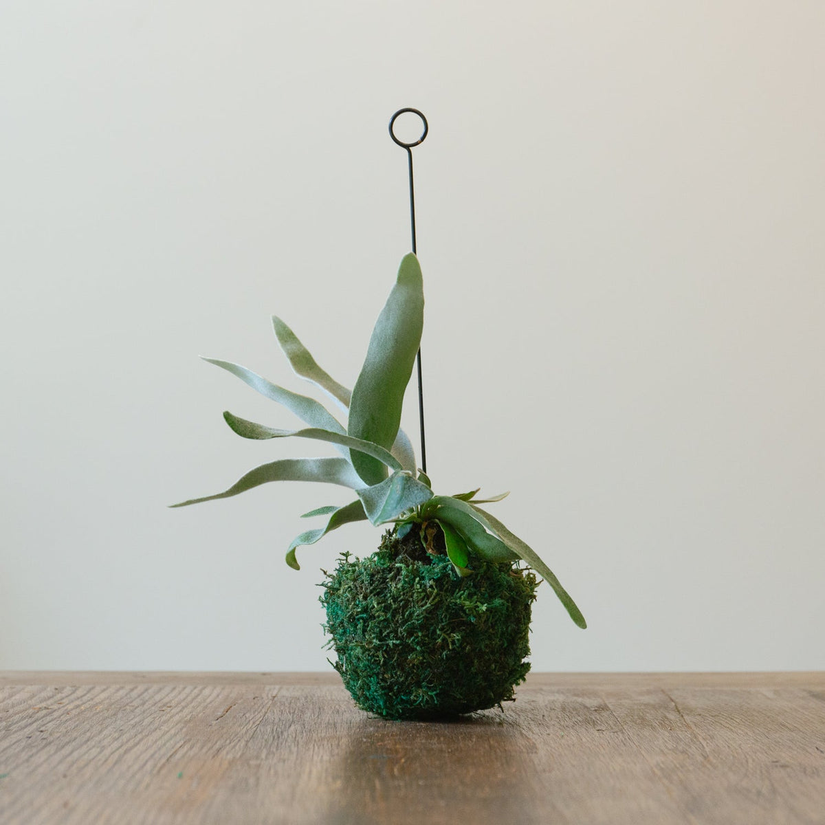 ビカクシダ　ヴィーチーをオーダーするならFlower&amp;Plants tette │ 「手から手へ、想いを運ぶフラワーショップ」【板橋駅徒歩4分】【熟練フローリスト夫婦が運営】【最短2営業日で発送】【24時間365日注文OK】【ギフトは3300円〜】フラワーギフトを手から手へ、想いを込めたブーケやアレンジメントで大切な人に感謝と愛情を。シーンや用途に合わせて選びやすい豊富な種