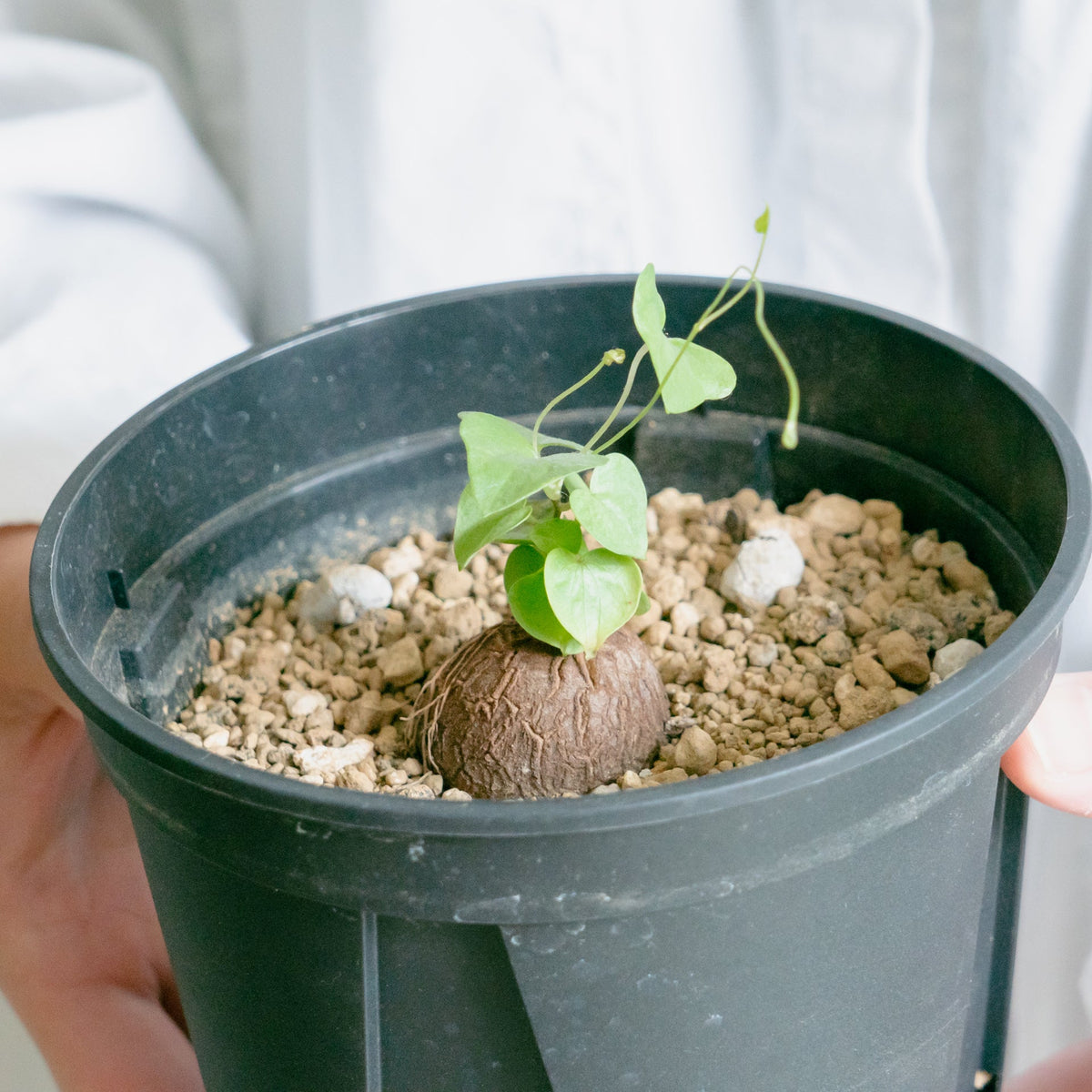 亀甲竜をオーダーするならFlower&amp;Plants tette │ 「手から手へ、想いを運ぶフラワーショップ」【板橋駅徒歩4分】【熟練フローリスト夫婦が運営】【最短2営業日で発送】【24時間365日注文OK】【ギフトは3300円〜】フラワーギフトを手から手へ、想いを込めたブーケやアレンジメントで大切な人に感謝と愛情を。シーンや用途に合わせて選びやすい豊富な種