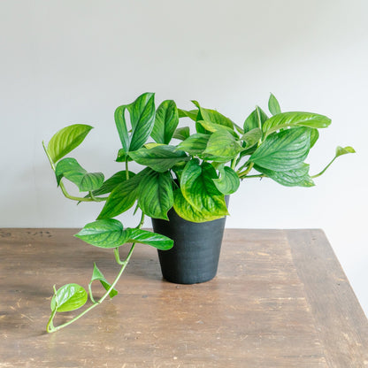 モンステラ カルステリアナムをオーダーするならFlower&amp;Plants tette │ 「手から手へ、想いを運ぶフラワーショップ」【板橋駅徒歩4分】【熟練フローリスト夫婦が運営】【最短2営業日で発送】【24時間365日注文OK】【ギフトは3300円〜】フラワーギフトを手から手へ、想いを込めたブーケやアレンジメントで大切な人に感謝と愛情を。シーンや用途に合わせて選びやすい豊富な種