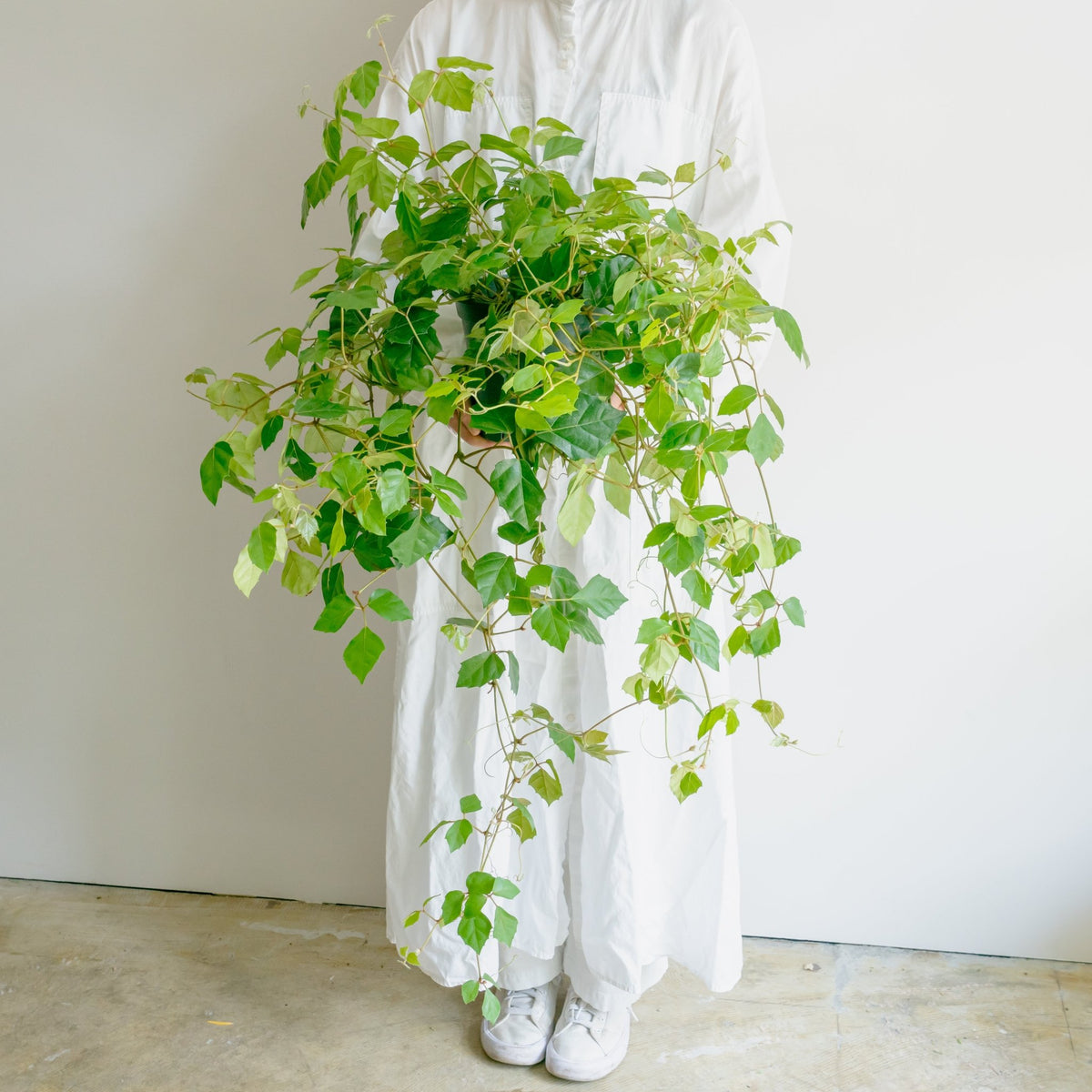 グレープアイビーをオーダーするならFlower&amp;Plants tette │ 「手から手へ、想いを運ぶフラワーショップ」【板橋駅徒歩4分】【熟練フローリスト夫婦が運営】【最短2営業日で発送】【24時間365日注文OK】【ギフトは3300円〜】フラワーギフトを手から手へ、想いを込めたブーケやアレンジメントで大切な人に感謝と愛情を。シーンや用途に合わせて選びやすい豊富な種