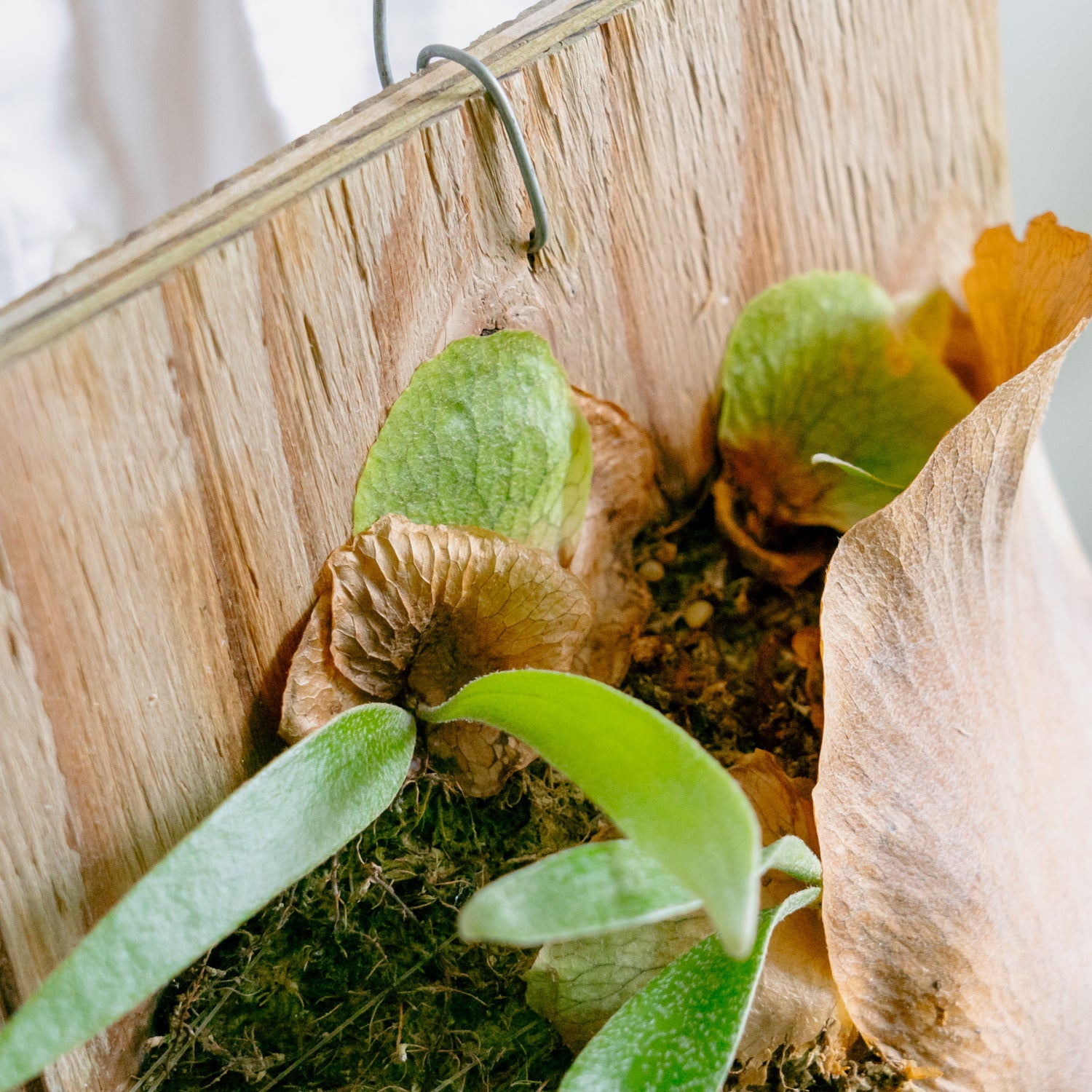 ビカクシダ　サウスシーをオーダーするならFlower&amp;Plants tette │ 「手から手へ、想いを運ぶフラワーショップ」【板橋駅徒歩4分】【熟練フローリスト夫婦が運営】【最短2営業日で発送】【24時間365日注文OK】【ギフトは3300円〜】フラワーギフトを手から手へ、想いを込めたブーケやアレンジメントで大切な人に感謝と愛情を。シーンや用途に合わせて選びやすい豊富な種