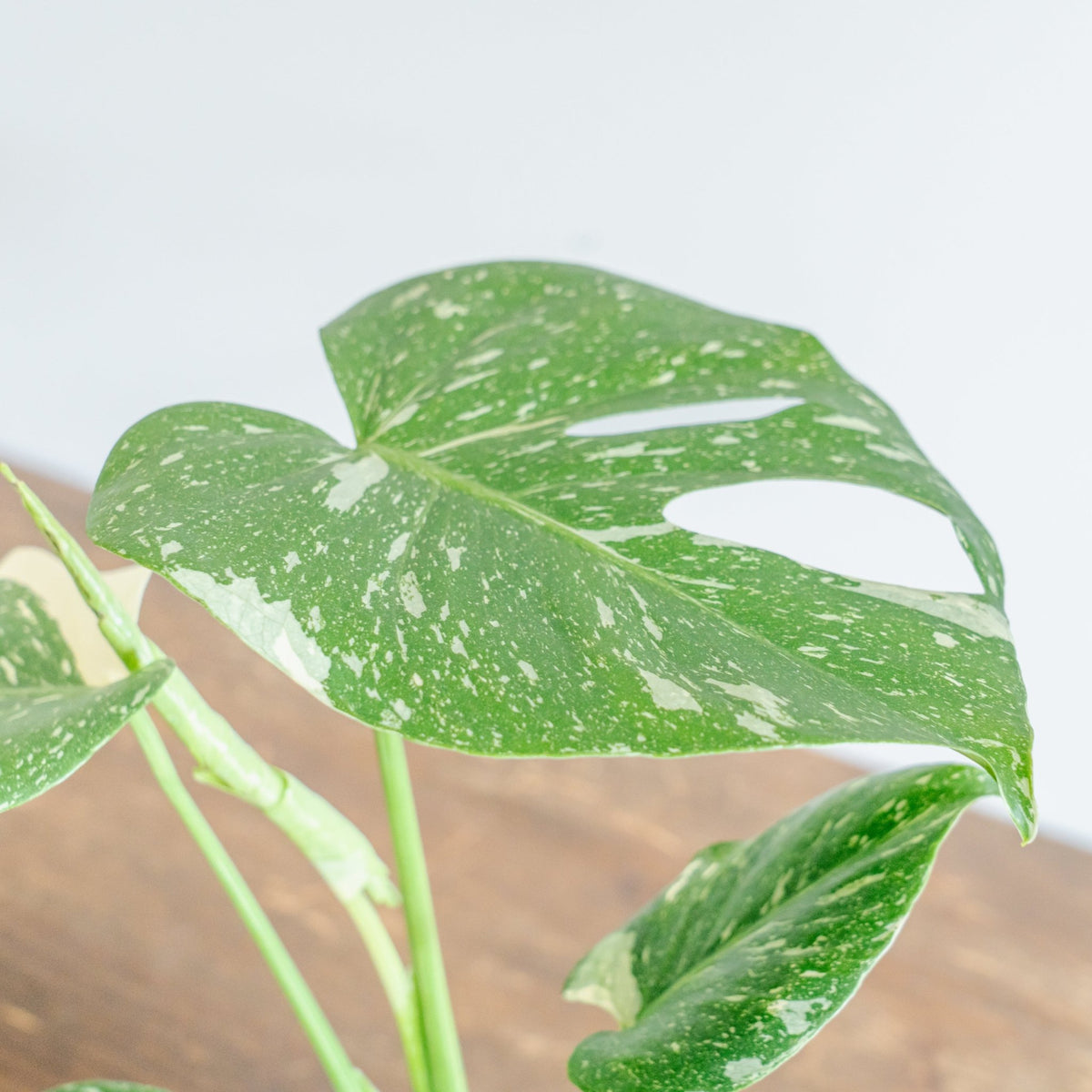 モンステラ タイコンストレーションをオーダーするならFlower&amp;Plants tette │ 「手から手へ、想いを運ぶフラワーショップ」【板橋駅徒歩4分】【熟練フローリスト夫婦が運営】【最短2営業日で発送】【24時間365日注文OK】【ギフトは3300円〜】フラワーギフトを手から手へ、想いを込めたブーケやアレンジメントで大切な人に感謝と愛情を。シーンや用途に合わせて選びやすい豊富な種