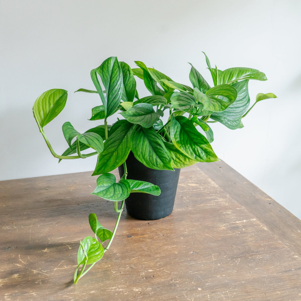 モンステラ カルステリアナムをオーダーするならFlower&amp;Plants tette │ 「手から手へ、想いを運ぶフラワーショップ」【板橋駅徒歩4分】【熟練フローリスト夫婦が運営】【最短2営業日で発送】【24時間365日注文OK】【ギフトは3300円〜】フラワーギフトを手から手へ、想いを込めたブーケやアレンジメントで大切な人に感謝と愛情を。シーンや用途に合わせて選びやすい豊富な種