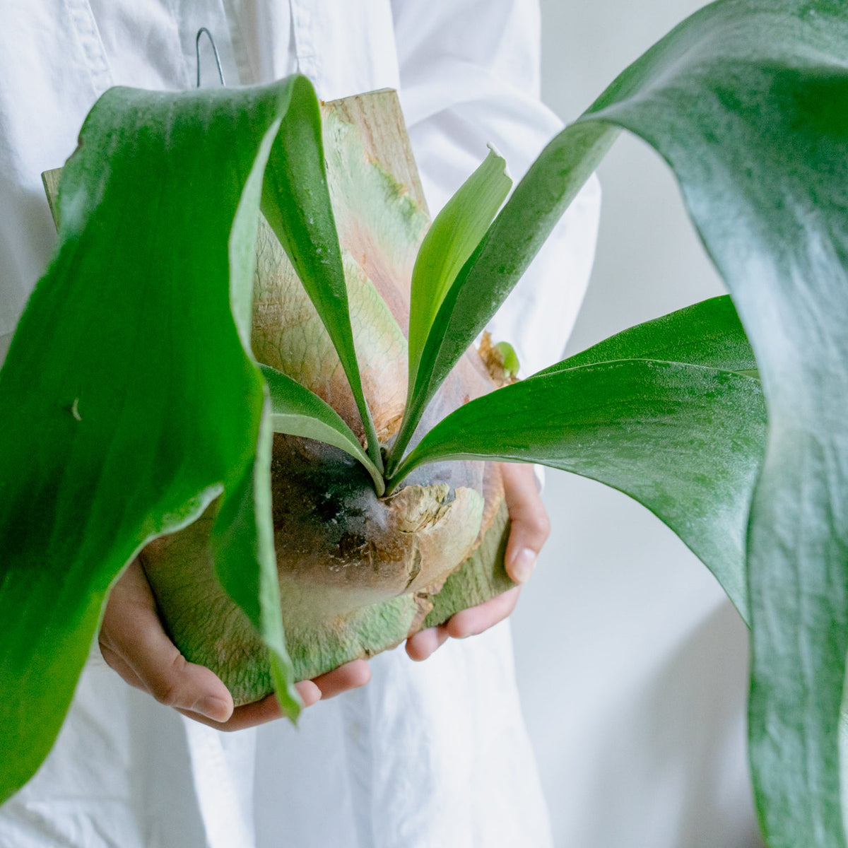 ビカクシダ　ヒリーをオーダーするならFlower&amp;Plants tette │ 「手から手へ、想いを運ぶフラワーショップ」【板橋駅徒歩4分】【熟練フローリスト夫婦が運営】【最短2営業日で発送】【24時間365日注文OK】【ギフトは3300円〜】フラワーギフトを手から手へ、想いを込めたブーケやアレンジメントで大切な人に感謝と愛情を。シーンや用途に合わせて選びやすい豊富な種