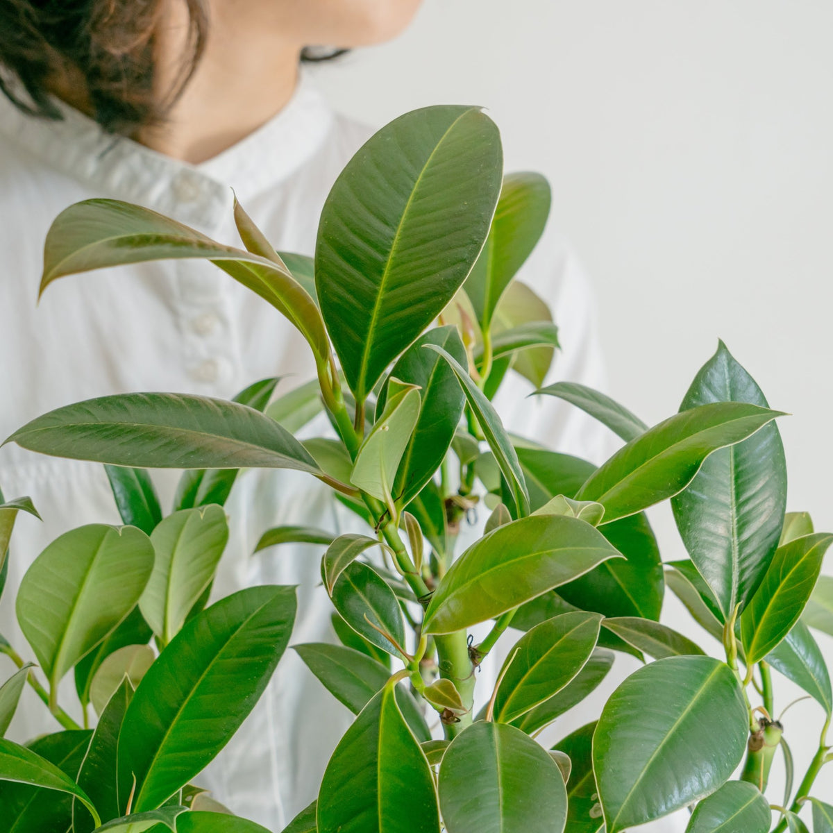 フィカス メラニーをオーダーするならFlower&amp;Plants tette │ 「手から手へ、想いを運ぶフラワーショップ」【板橋駅徒歩4分】【熟練フローリスト夫婦が運営】【最短2営業日で発送】【24時間365日注文OK】【ギフトは3300円〜】フラワーギフトを手から手へ、想いを込めたブーケやアレンジメントで大切な人に感謝と愛情を。シーンや用途に合わせて選びやすい豊富な種
