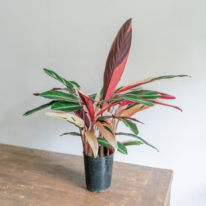 カラテア トリオスターをオーダーするならFlower&amp;Plants tette │ 「手から手へ、想いを運ぶフラワーショップ」【板橋駅徒歩4分】【熟練フローリスト夫婦が運営】【最短2営業日で発送】【24時間365日注文OK】【ギフトは3300円〜】フラワーギフトを手から手へ、想いを込めたブーケやアレンジメントで大切な人に感謝と愛情を。シーンや用途に合わせて選びやすい豊富な種