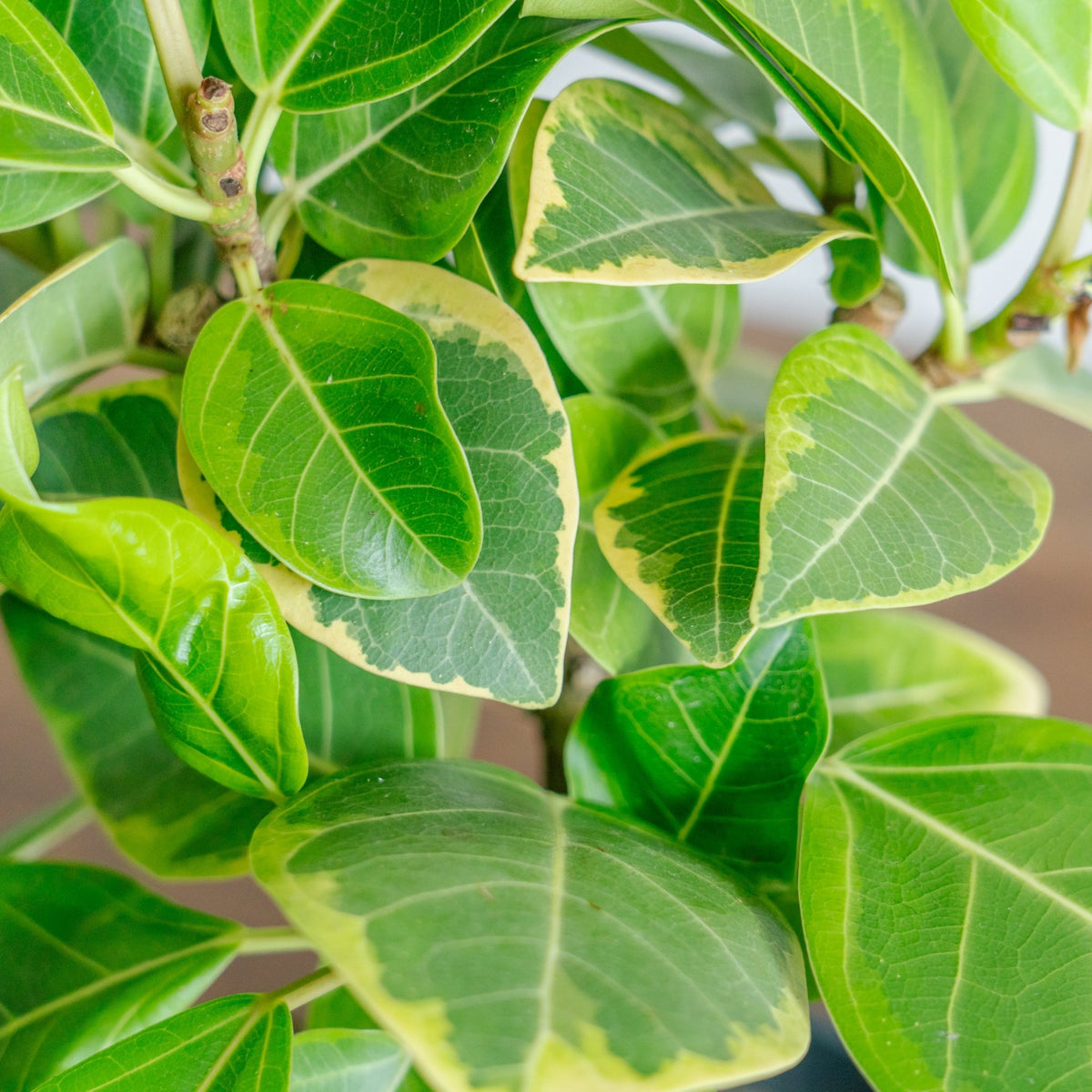 フィカス アルテシマをオーダーするならFlower&amp;Plants tette │ 「手から手へ、想いを運ぶフラワーショップ」【板橋駅徒歩4分】【熟練フローリスト夫婦が運営】【最短2営業日で発送】【24時間365日注文OK】【ギフトは3300円〜】フラワーギフトを手から手へ、想いを込めたブーケやアレンジメントで大切な人に感謝と愛情を。シーンや用途に合わせて選びやすい豊富な種