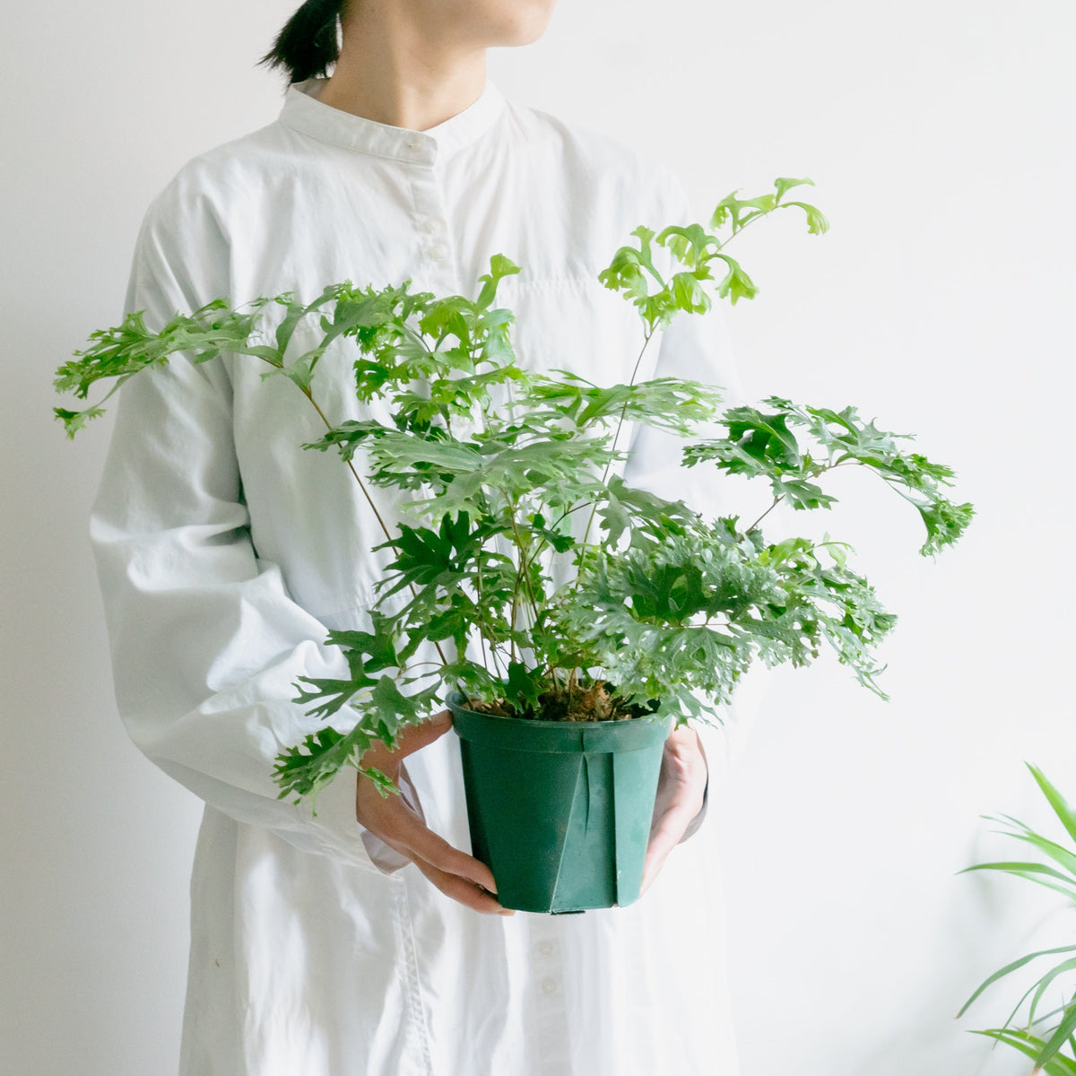 フレポディウム ファラックスをオーダーするならFlower&amp;Plants tette │ 「手から手へ、想いを運ぶフラワーショップ」【板橋駅徒歩4分】【熟練フローリスト夫婦が運営】【最短2営業日で発送】【24時間365日注文OK】【ギフトは3300円〜】フラワーギフトを手から手へ、想いを込めたブーケやアレンジメントで大切な人に感謝と愛情を。シーンや用途に合わせて選びやすい豊富な種